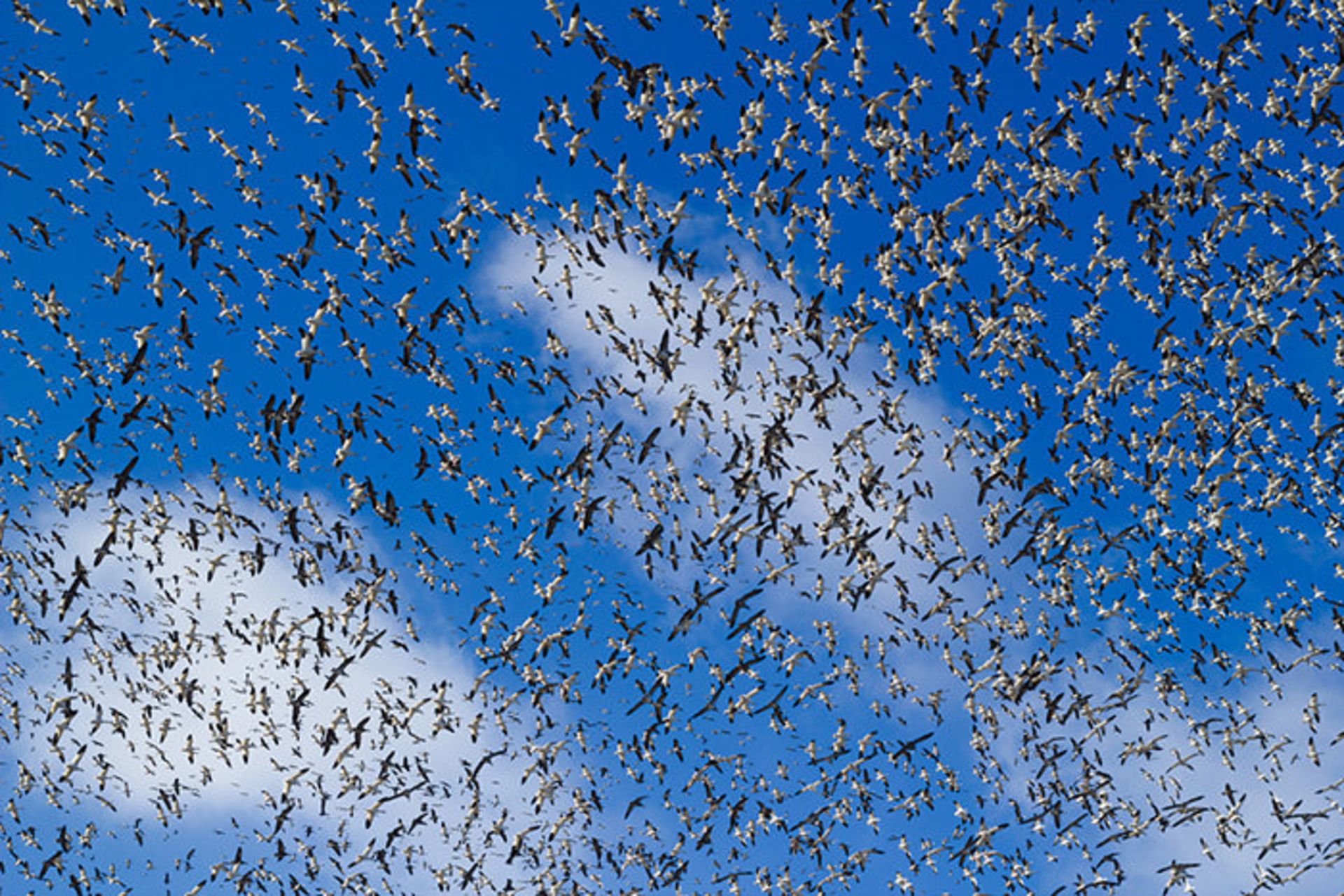 مهاجرت گروهی جانوران