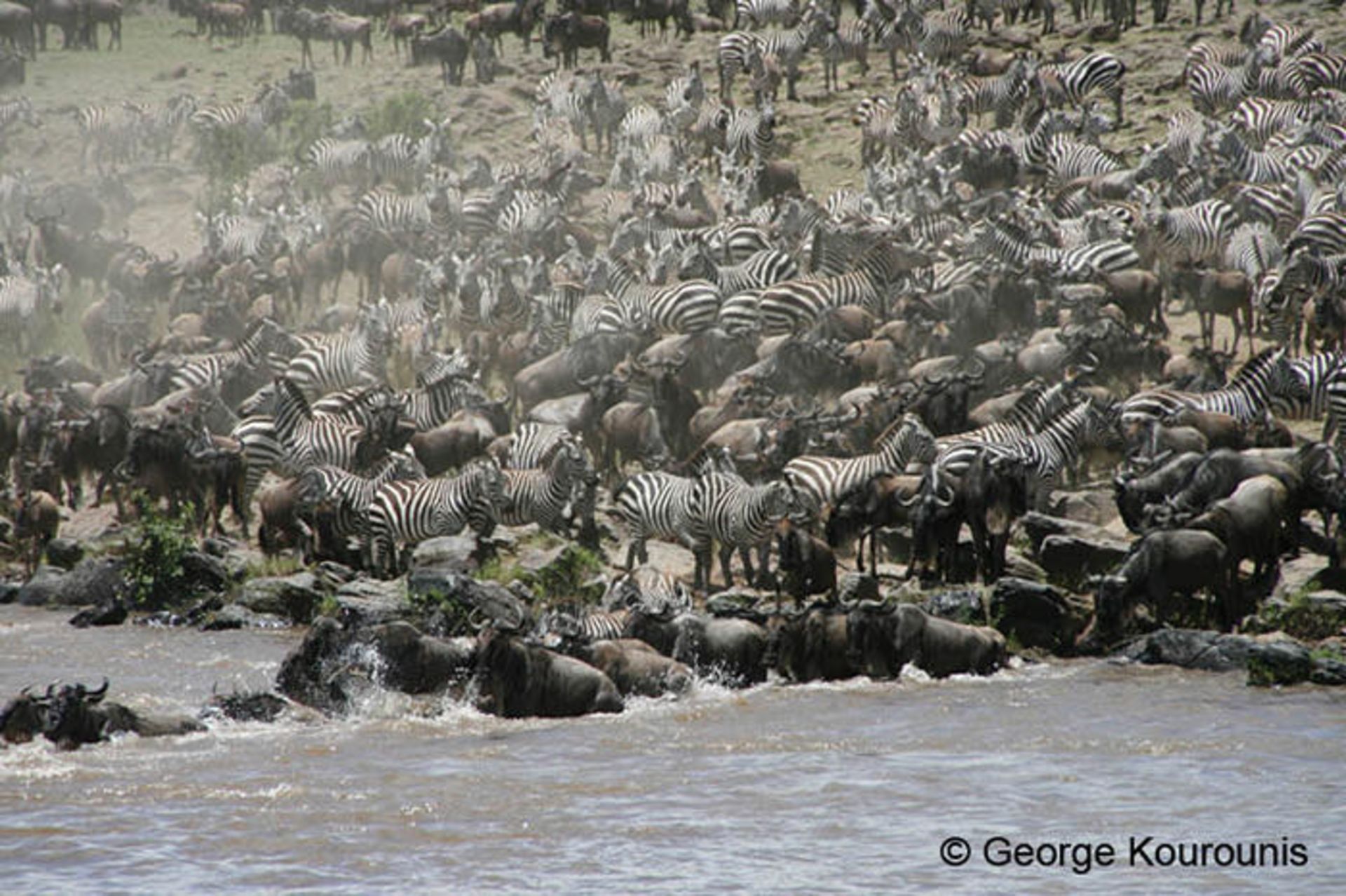 مهاجرت گروهی حیوانات