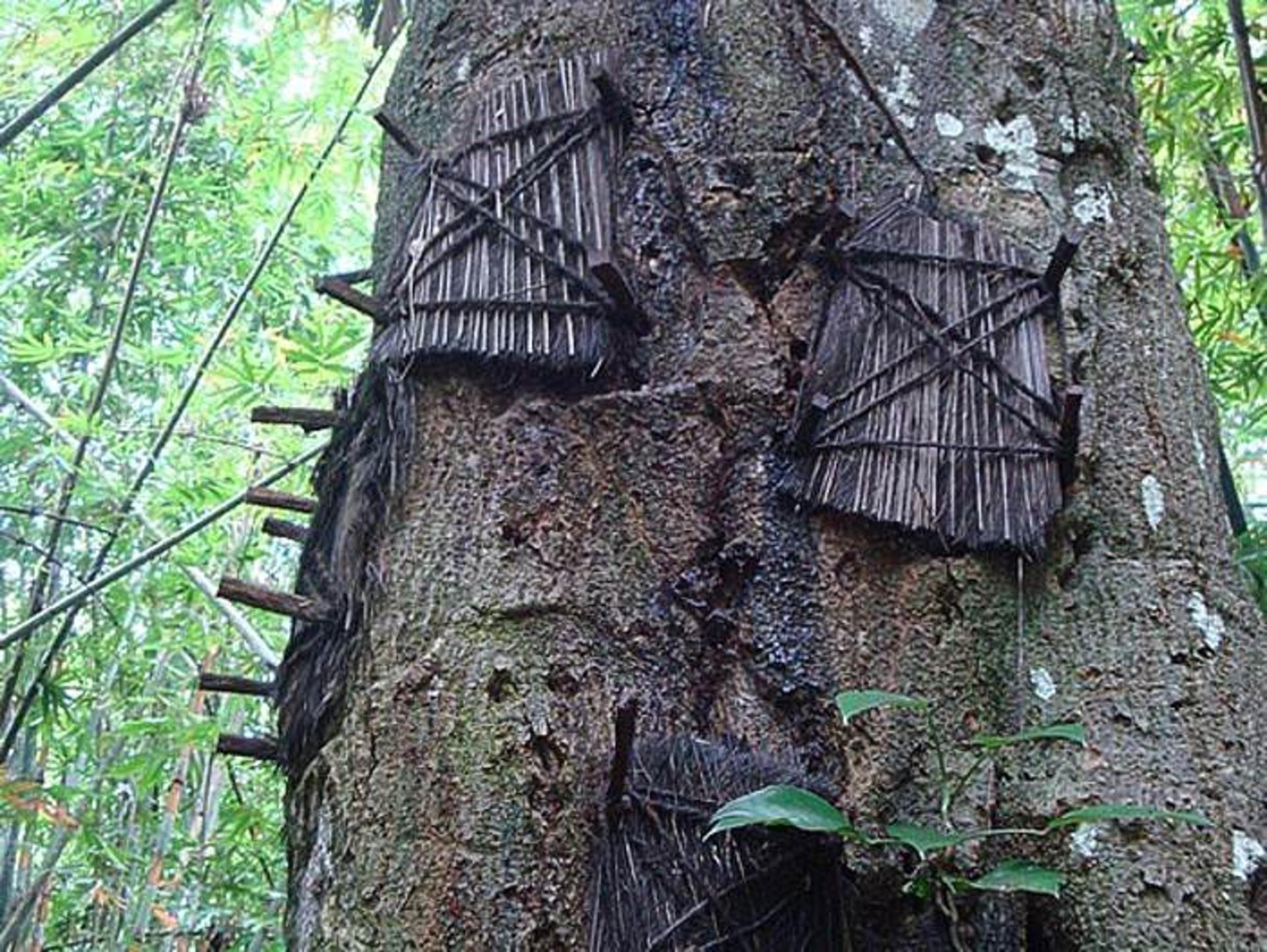 Toraja-burials9