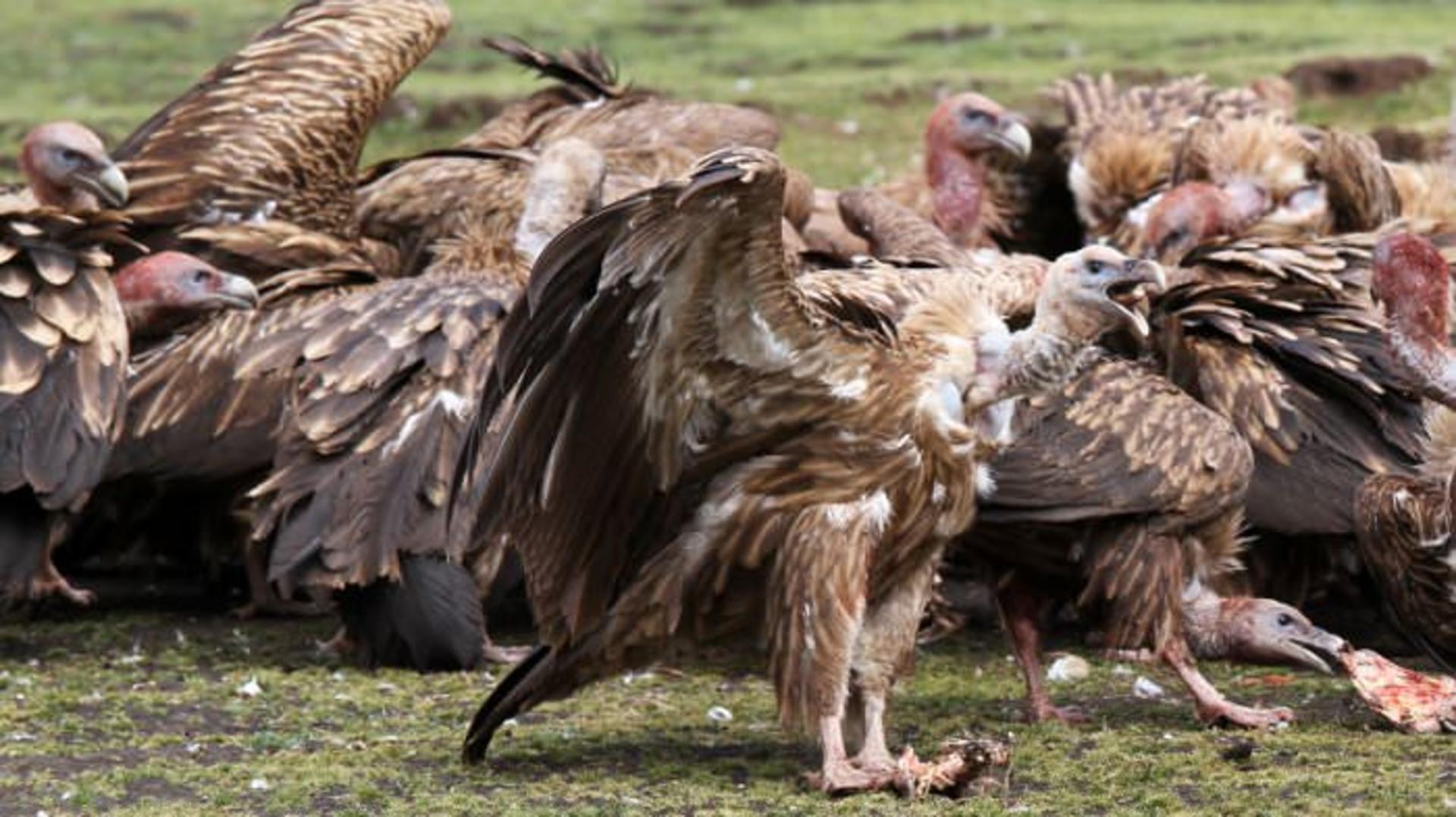squawk