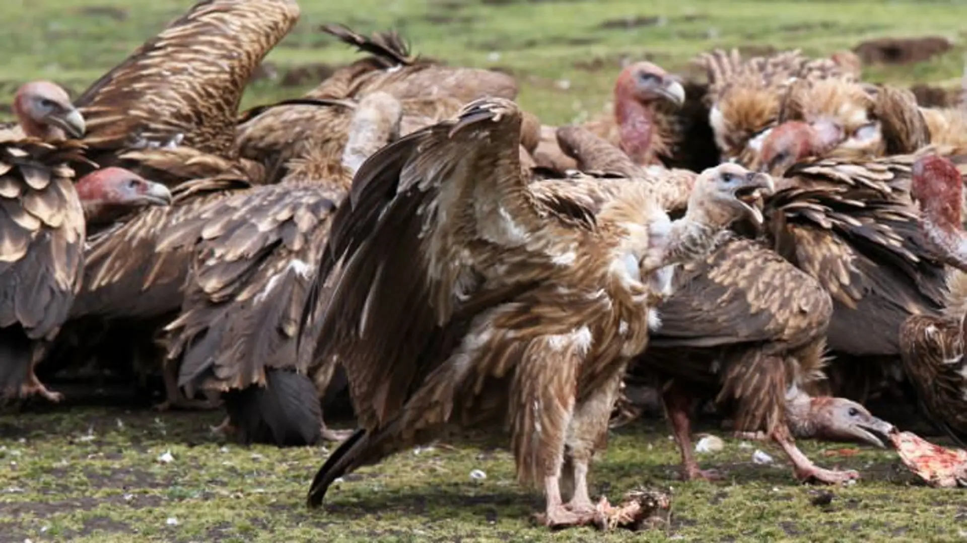 squawk