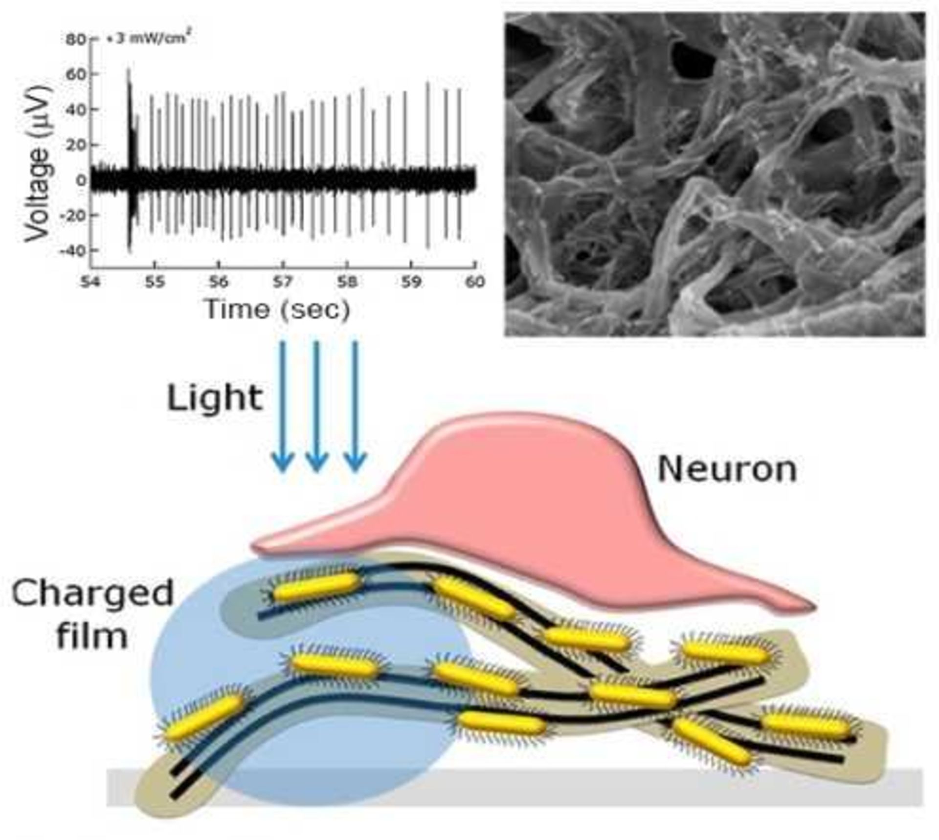 nanotube-film-optogenetics-retina-vision-0