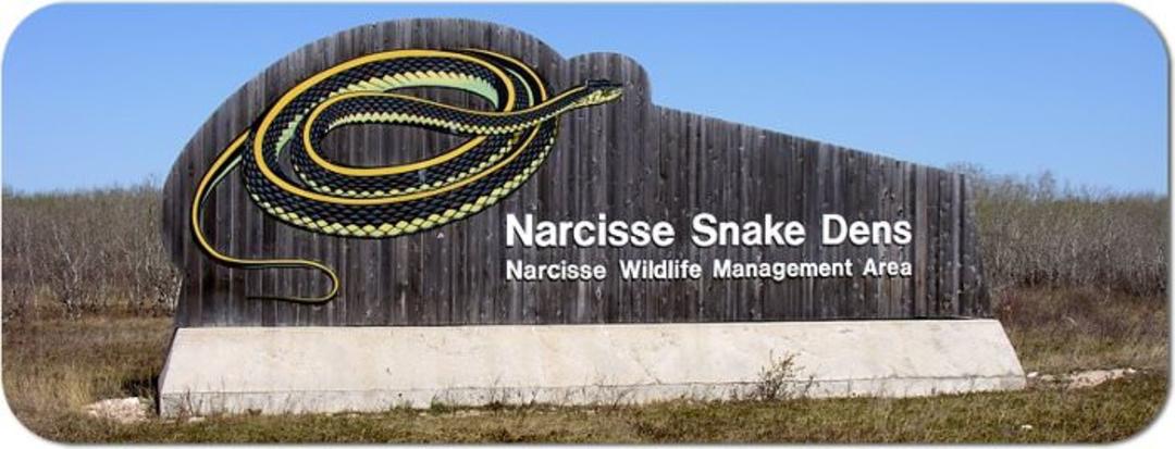 narcisse