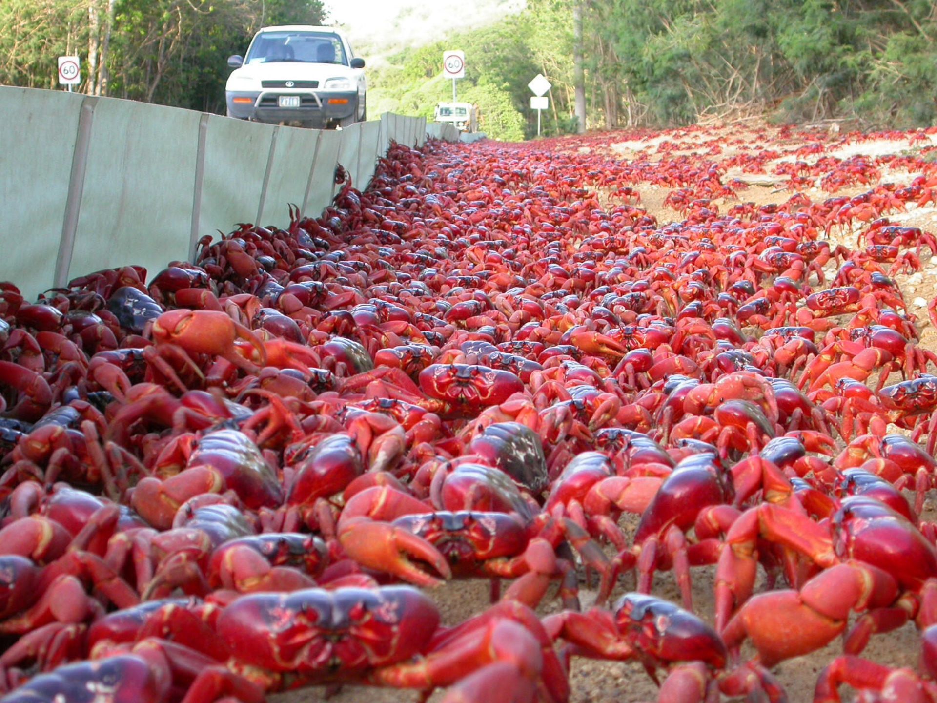 مهاجرت خرچنگ‌ها در جزیره‌ی کریسمس