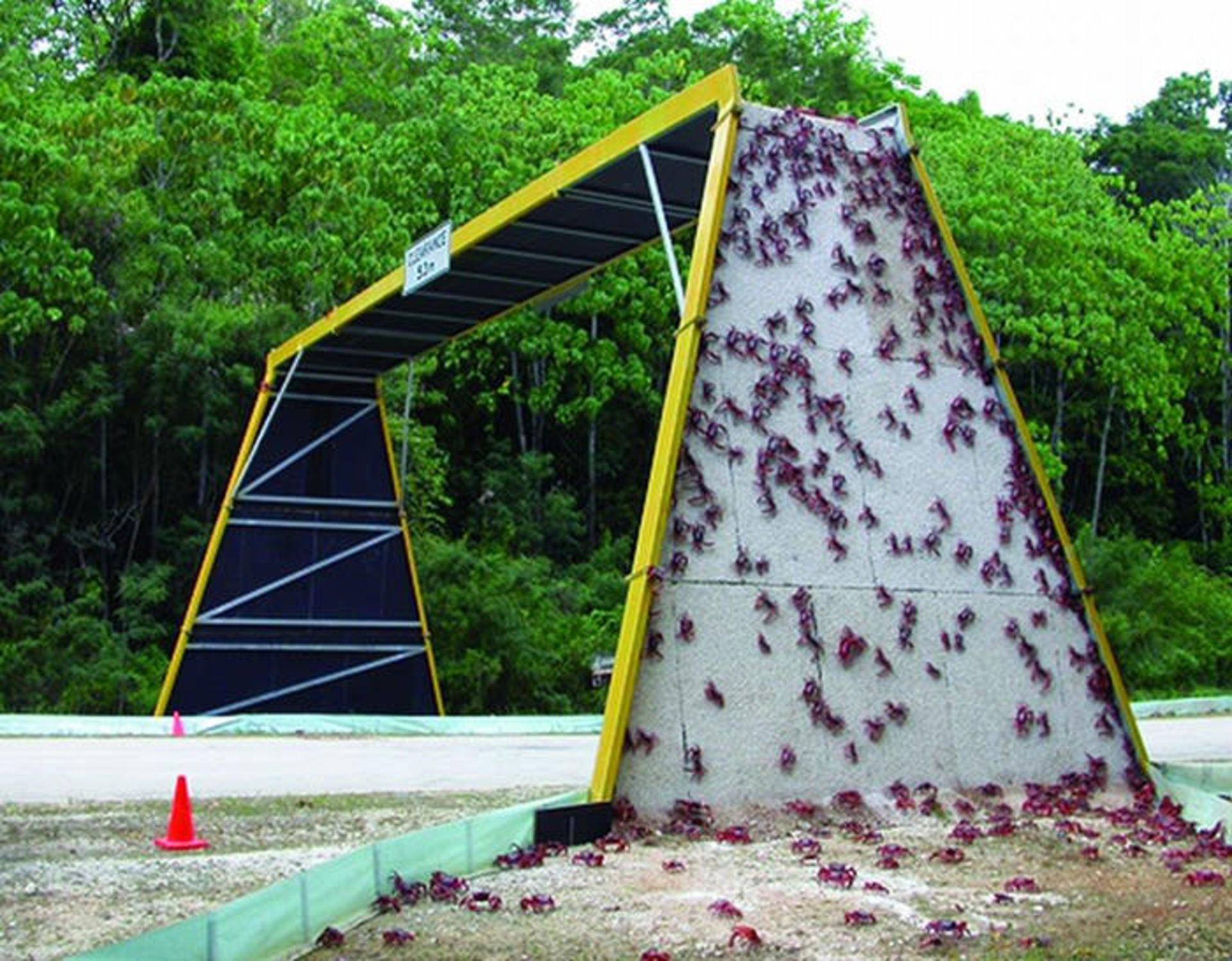 مهاجرت سالیانه‌ی خرچنگ‌های قرمز در جزیره کریسمس