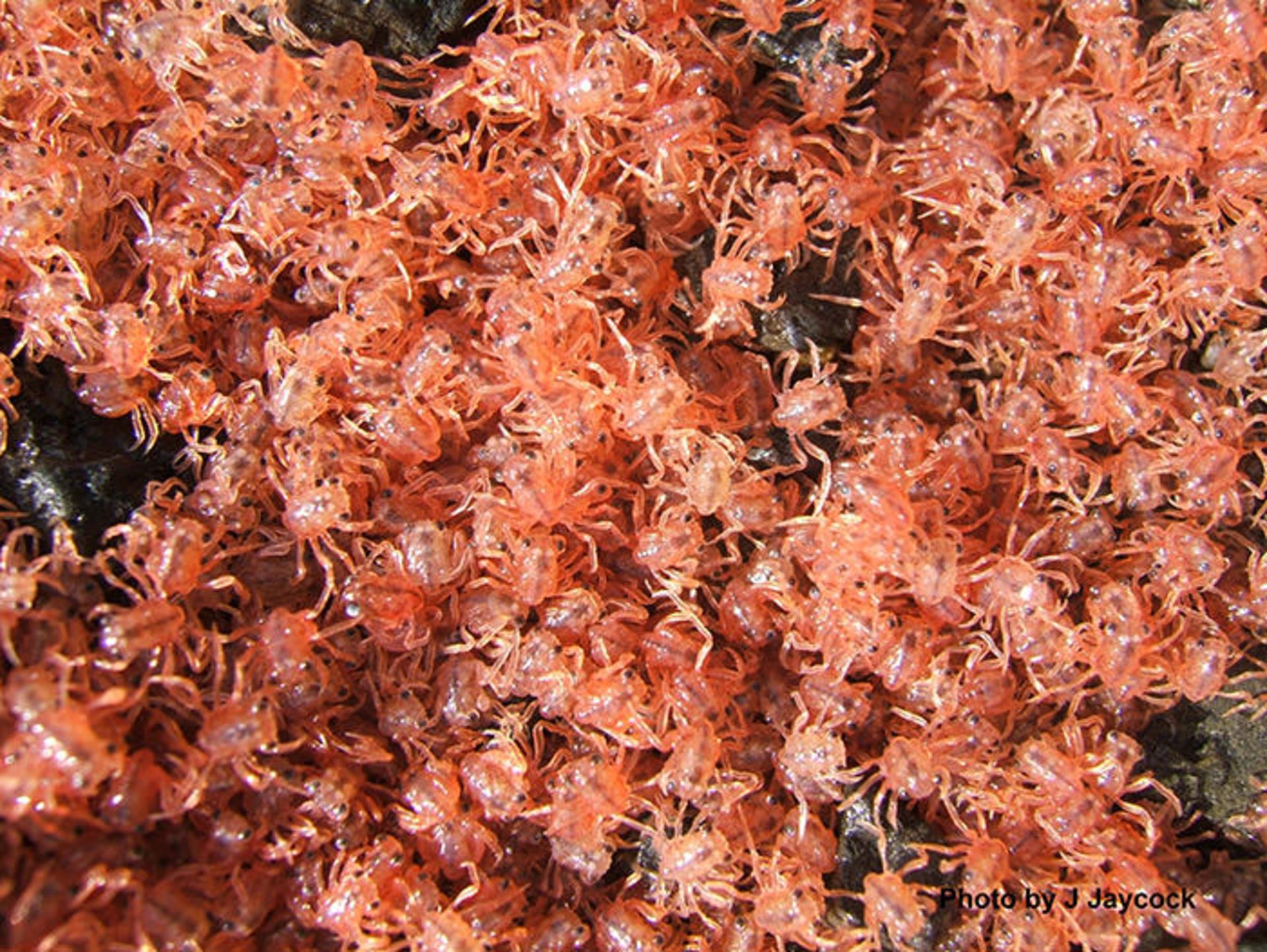 مهاجرت سالیانه‌ی خرچنگ‌های قرمز در جزیره کریسمس