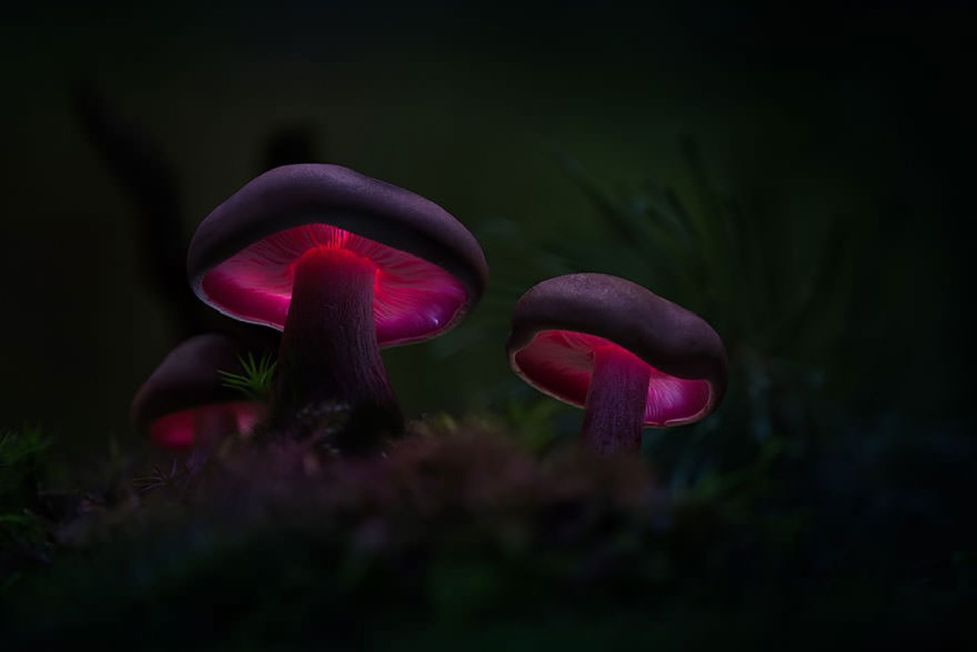 عکاسی ماکرو از قارچ‌ها توسط مارتین فیستر