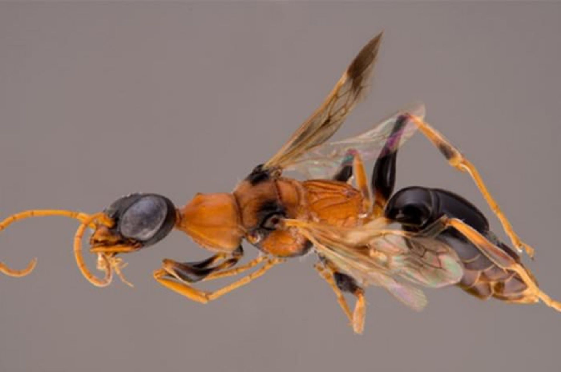 Harry Potter Wasp