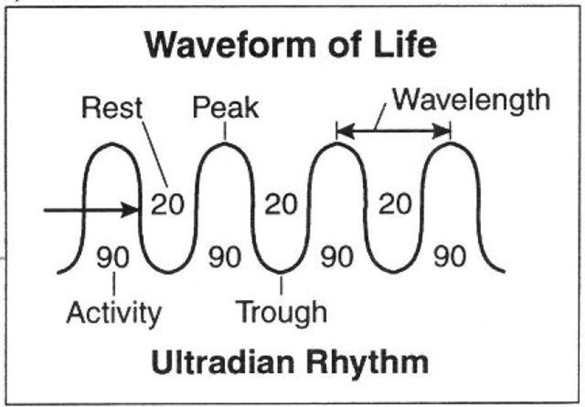 3013188-inline-ultradian-rhythm-inline