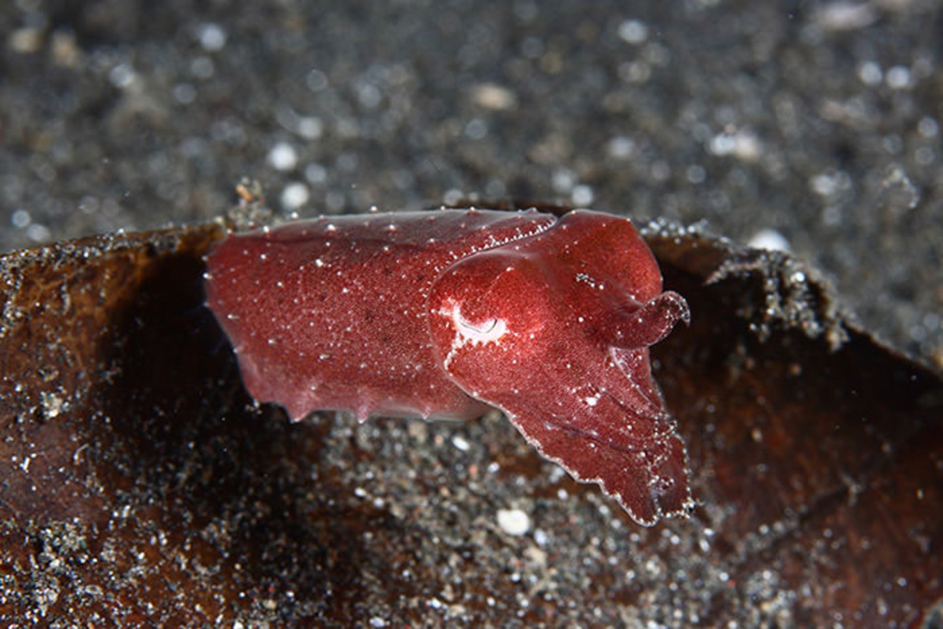 مخلوقات شگفت انگیز اعماق دریا