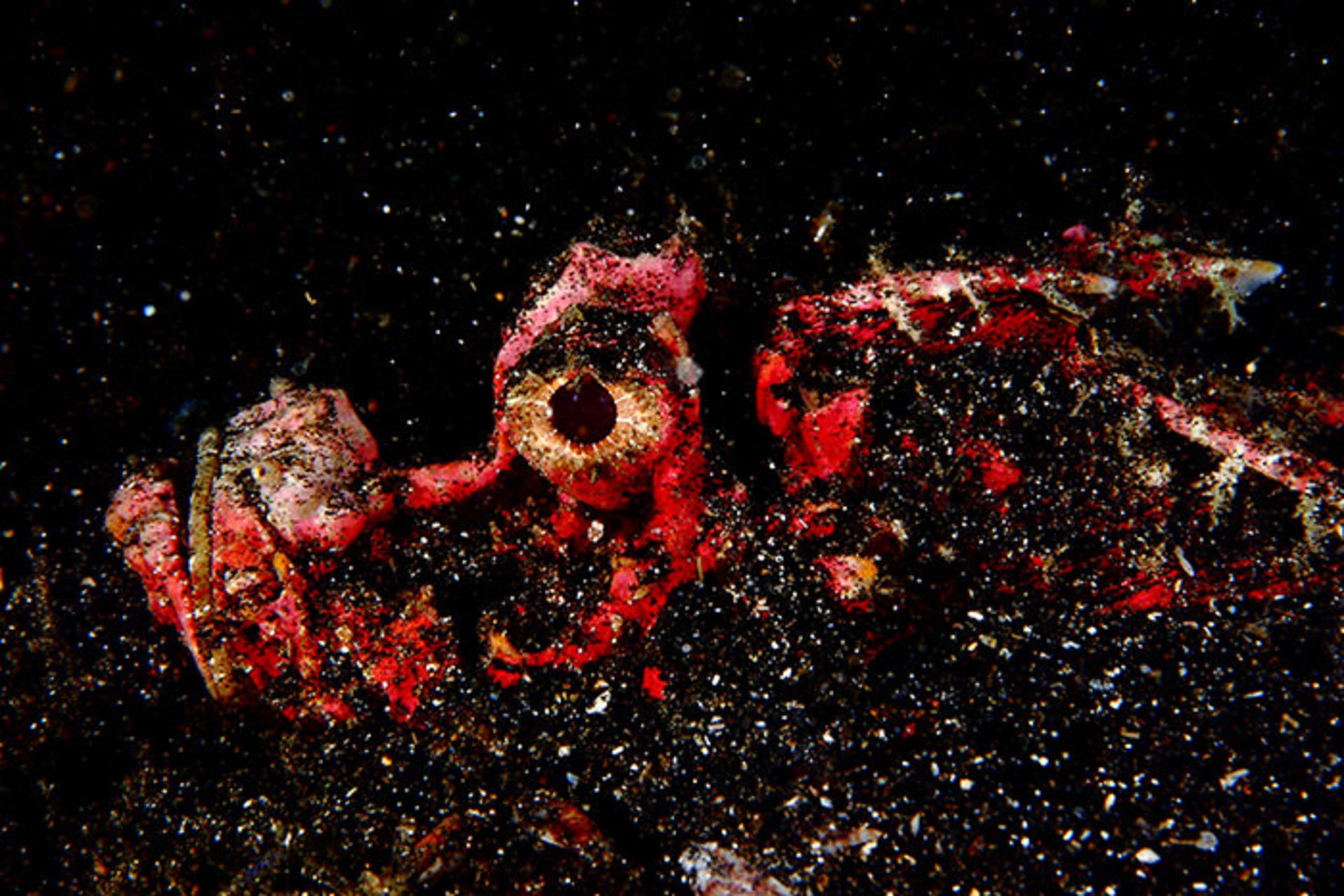 مخلوقات شگفت انگیز اعماق دریا