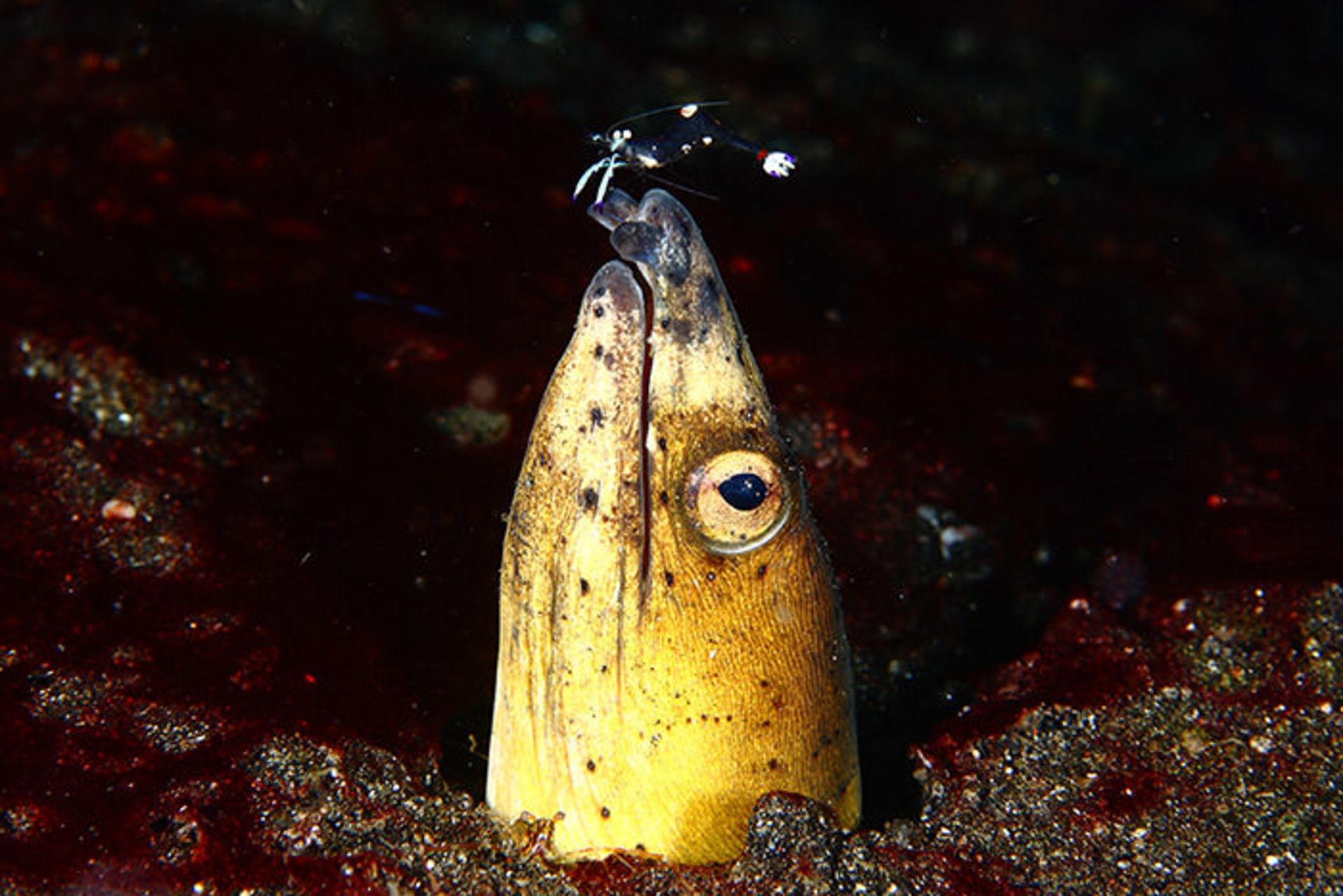 مخلوقات شگفت انگیز اعماق دریا