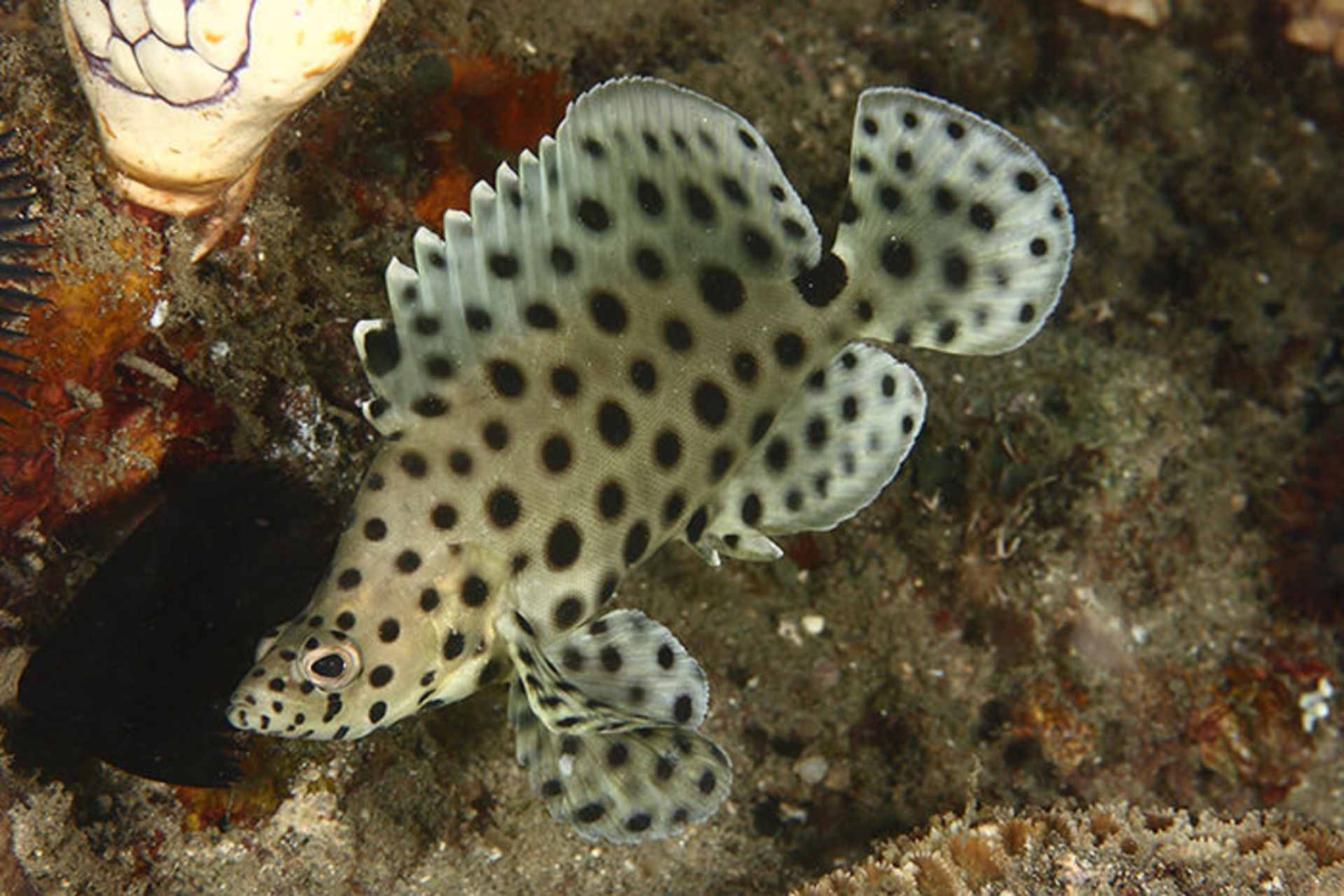 مخلوقات شگفت انگیز اعماق دریا