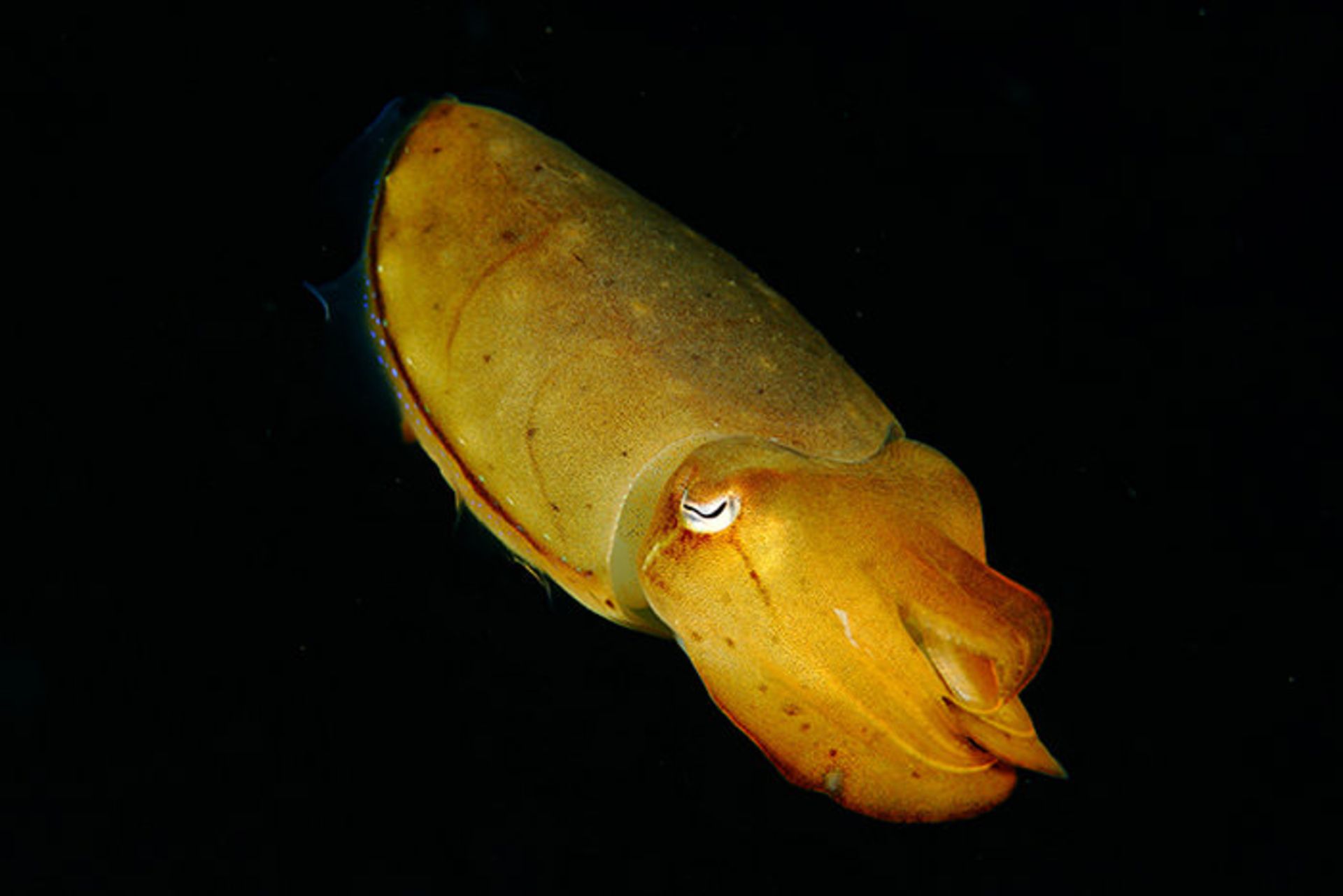 مخلوقات شگفت انگیز اعماق دریا