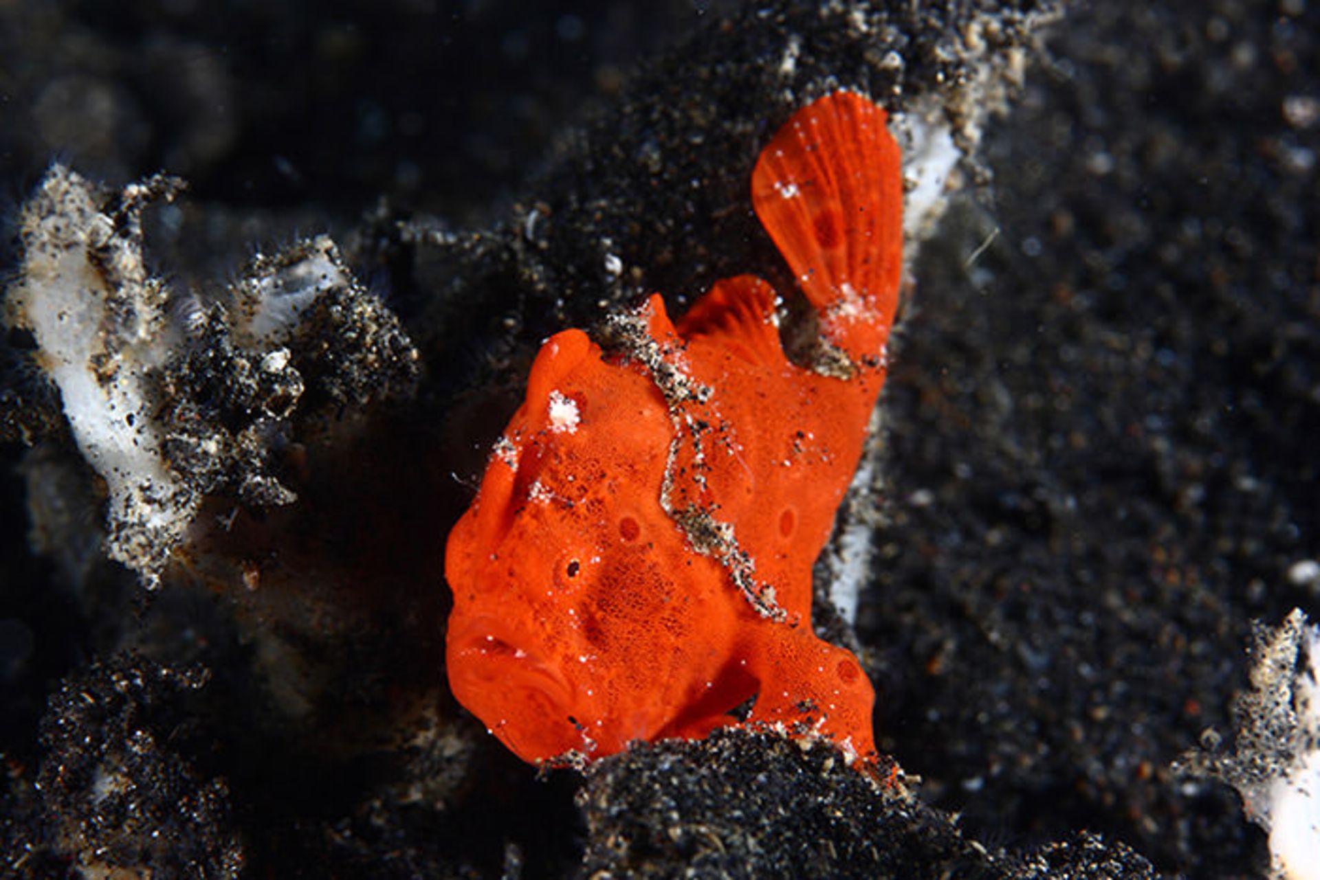 مخلوقات شگفت انگیز اعماق دریا