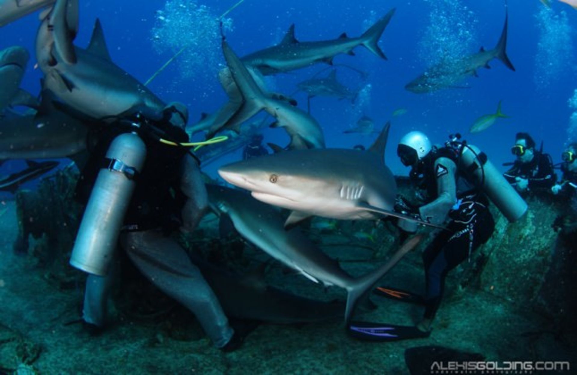 عکاسی زیر آب