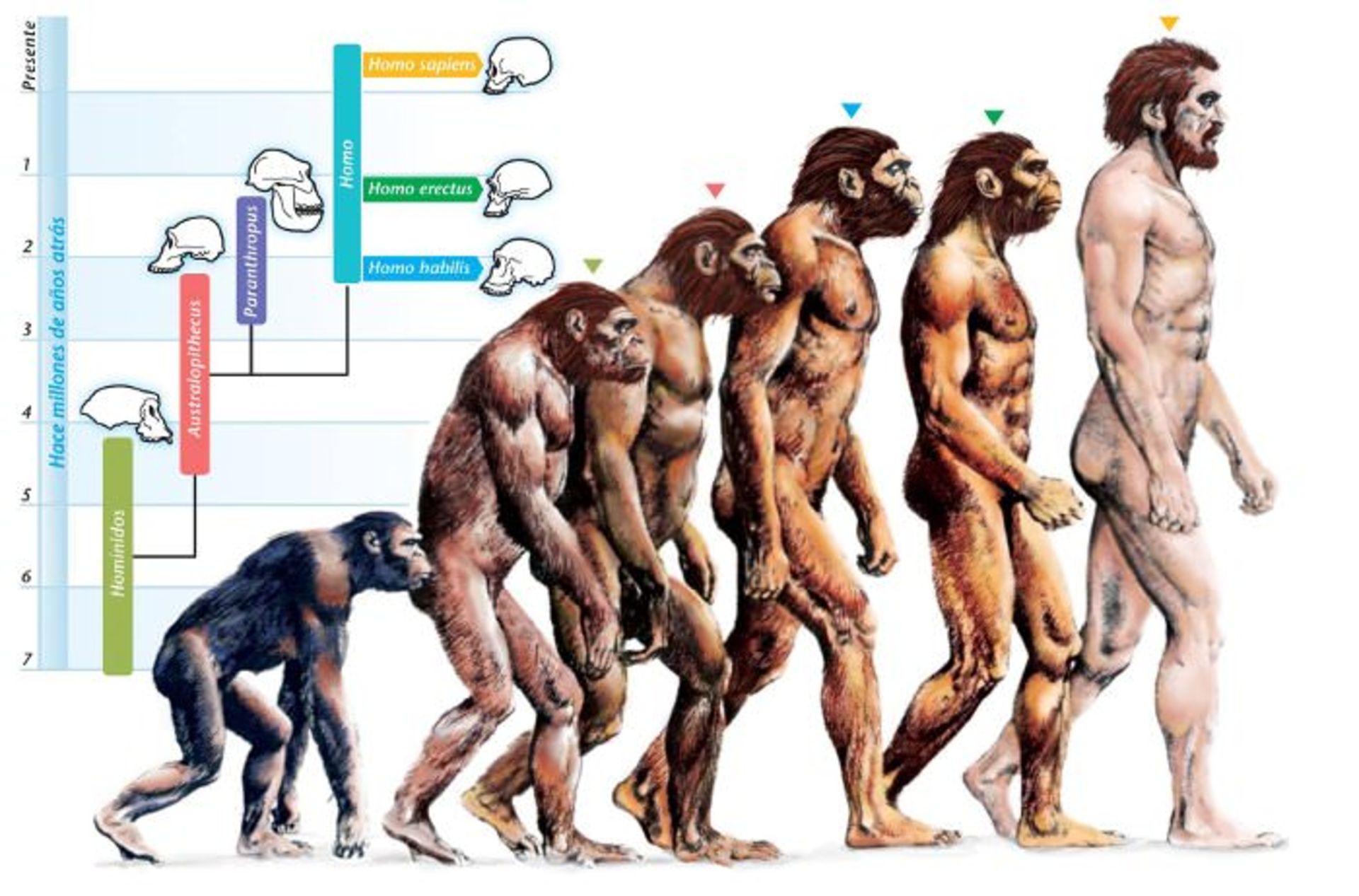 evolution-of-humans
