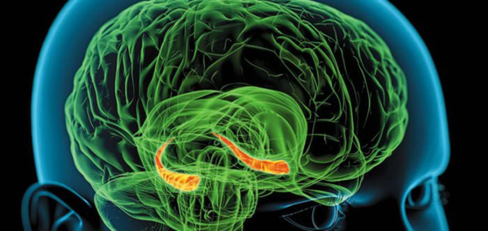 memory-hippocampus-brain