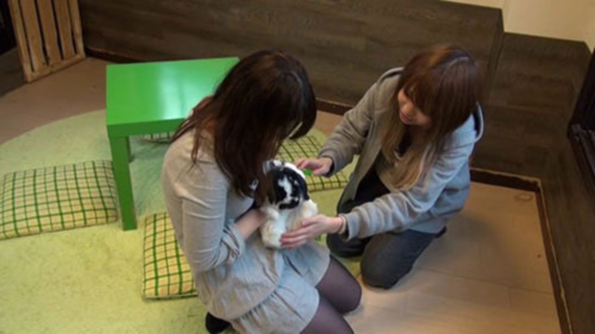 کافه حیوانات