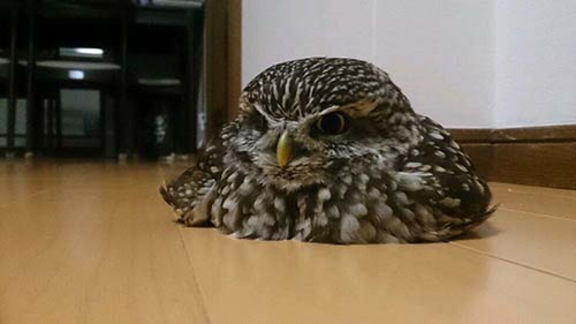 کافه حیوانات