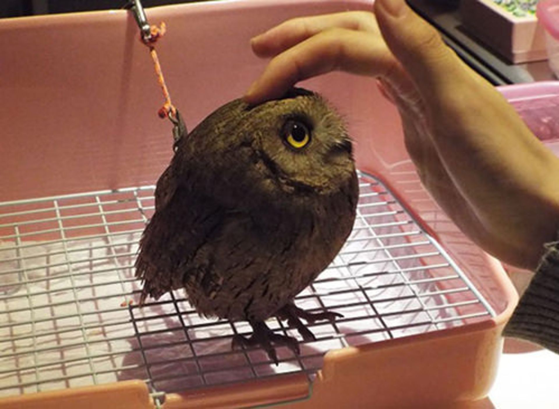 کافه حیوانات