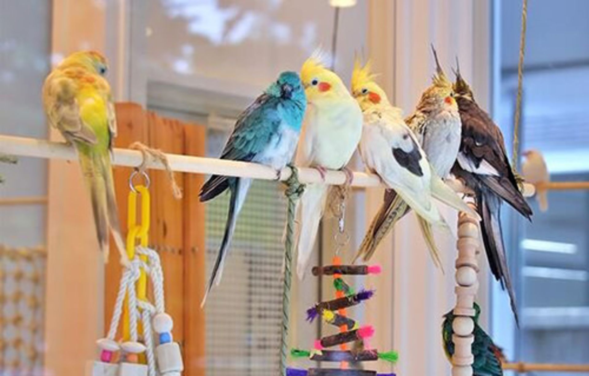 کافه حیوانات