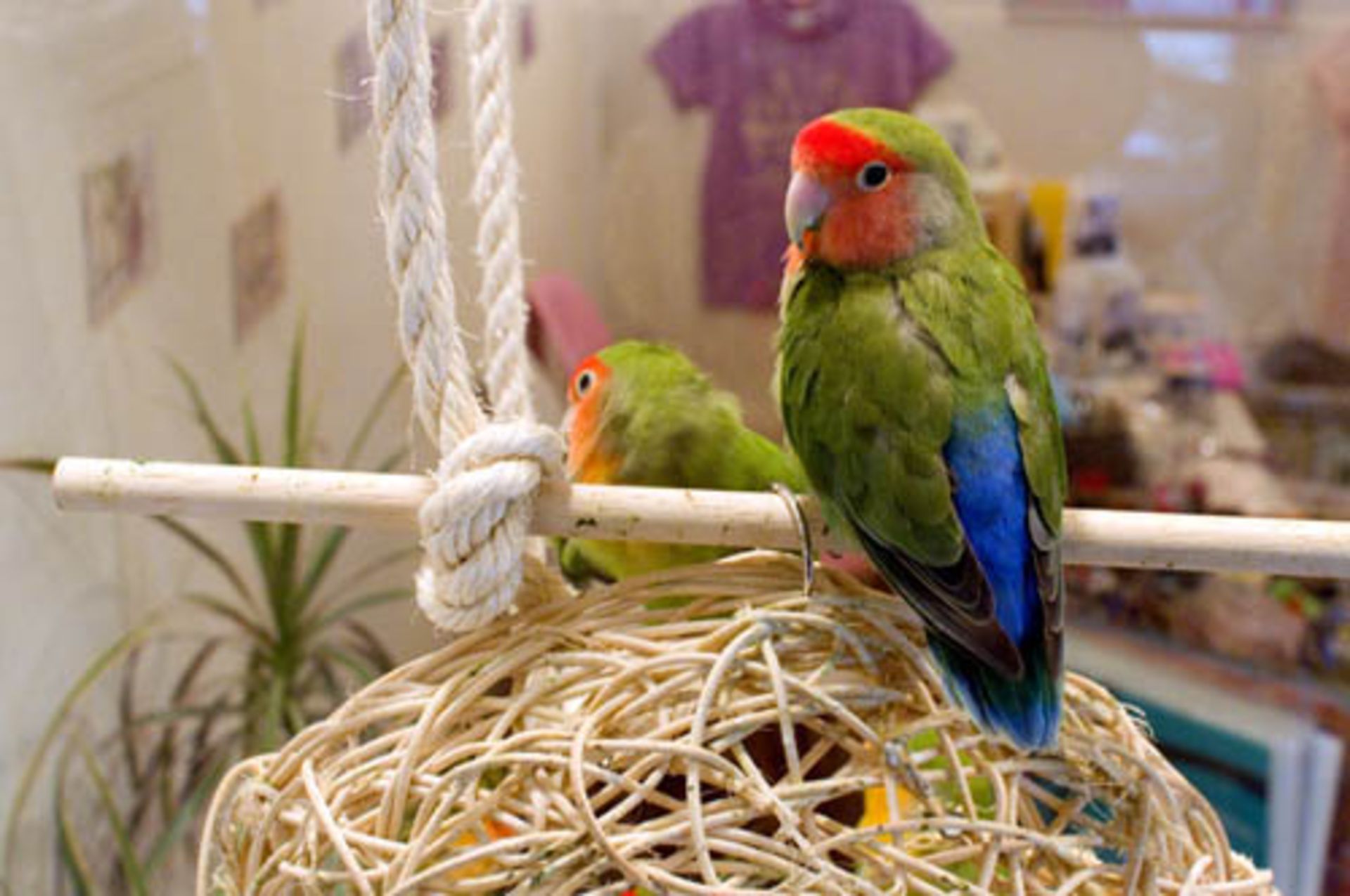 کافه حیوانات