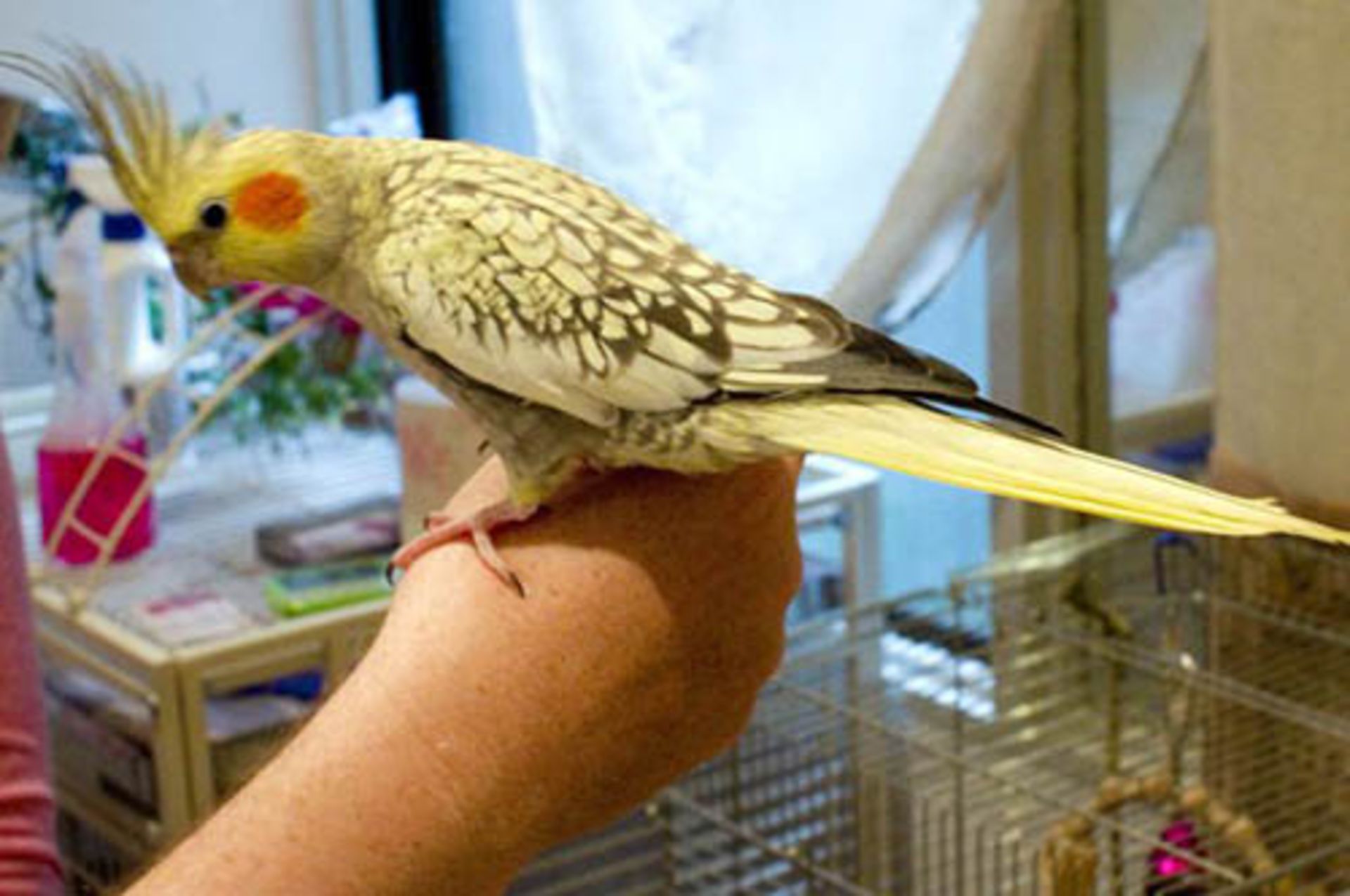 کافه حیوانات