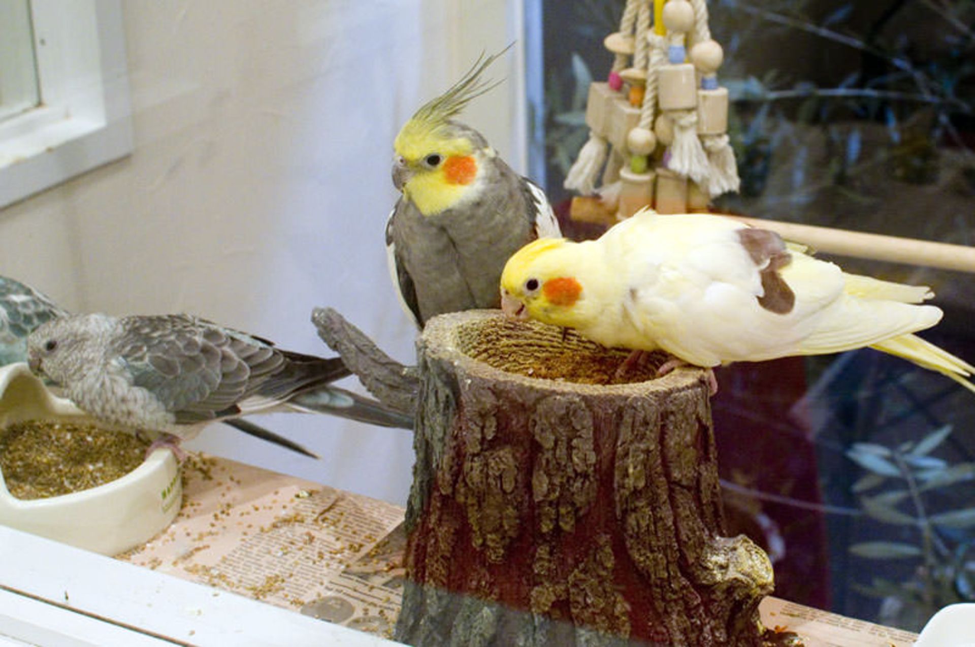 کافه حیوانات