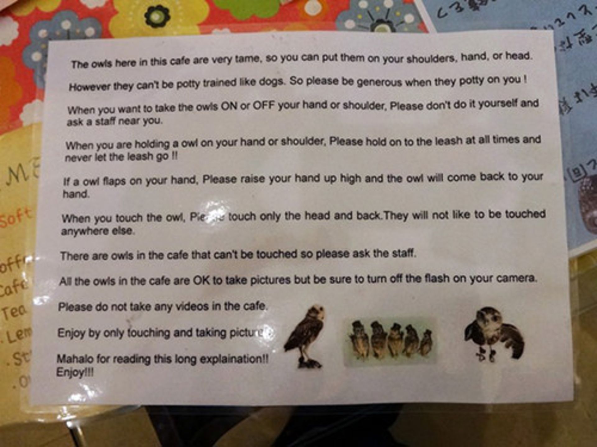 کافه حیوانات