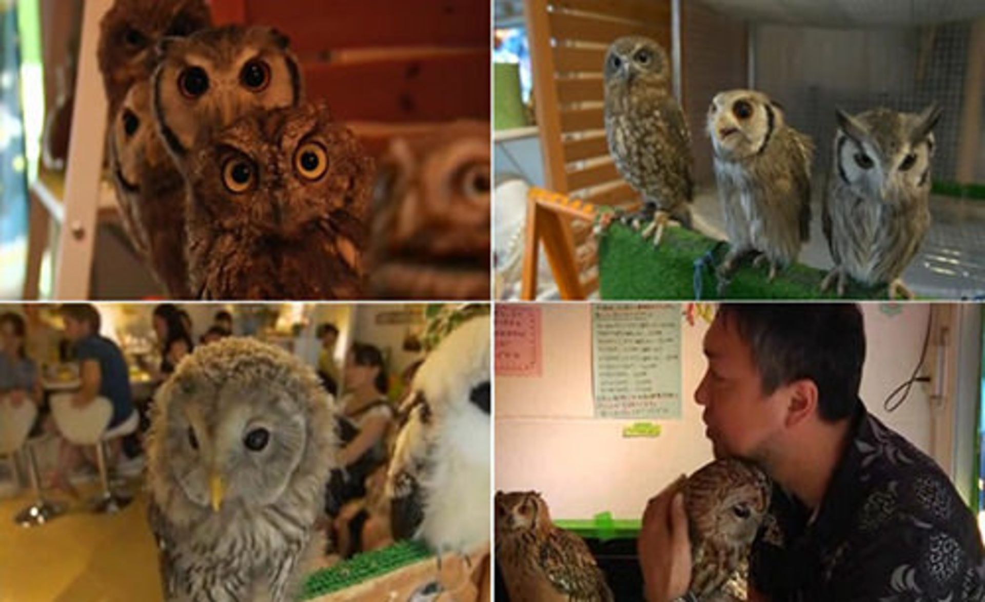 کافه حیوانات