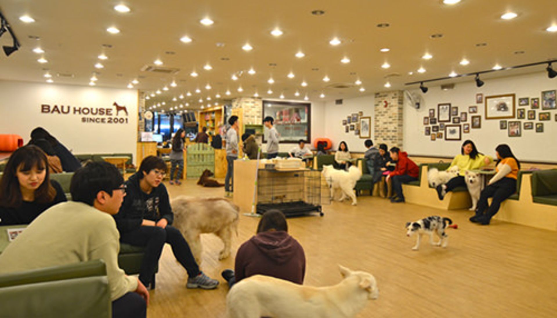 کافه حیوانات