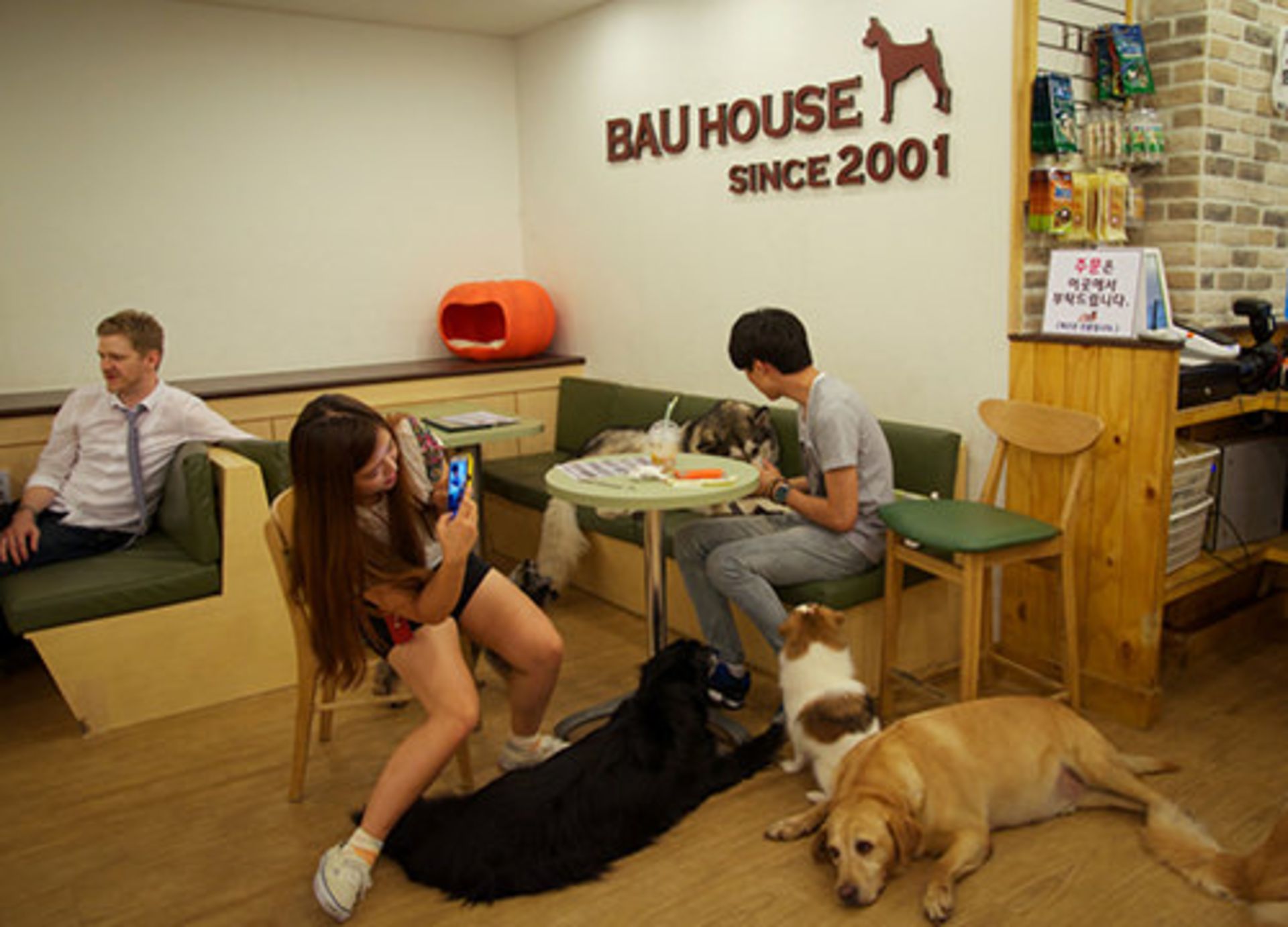 کافه حیوانات