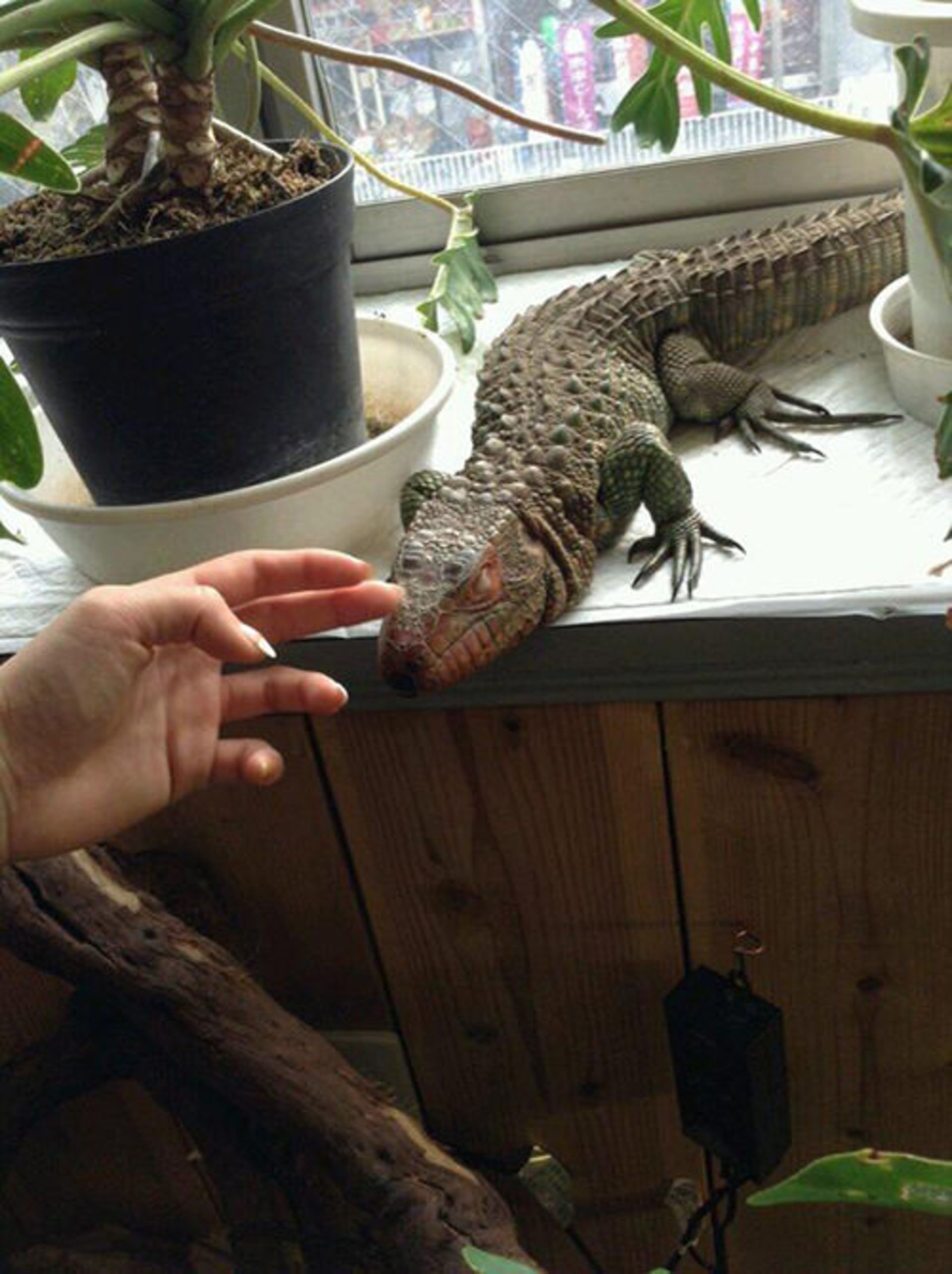 کافه حیوانات