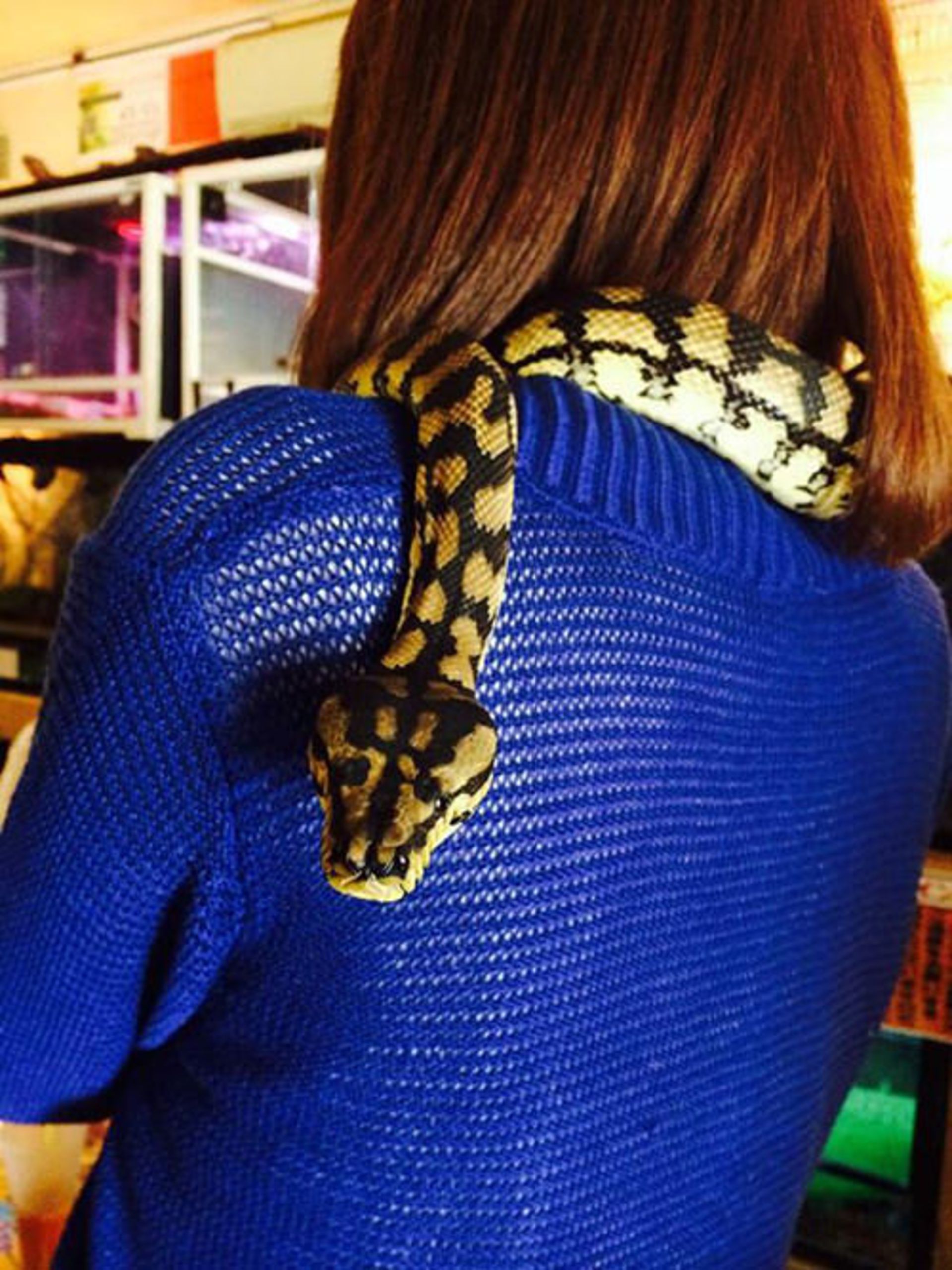 کافه حیوانات