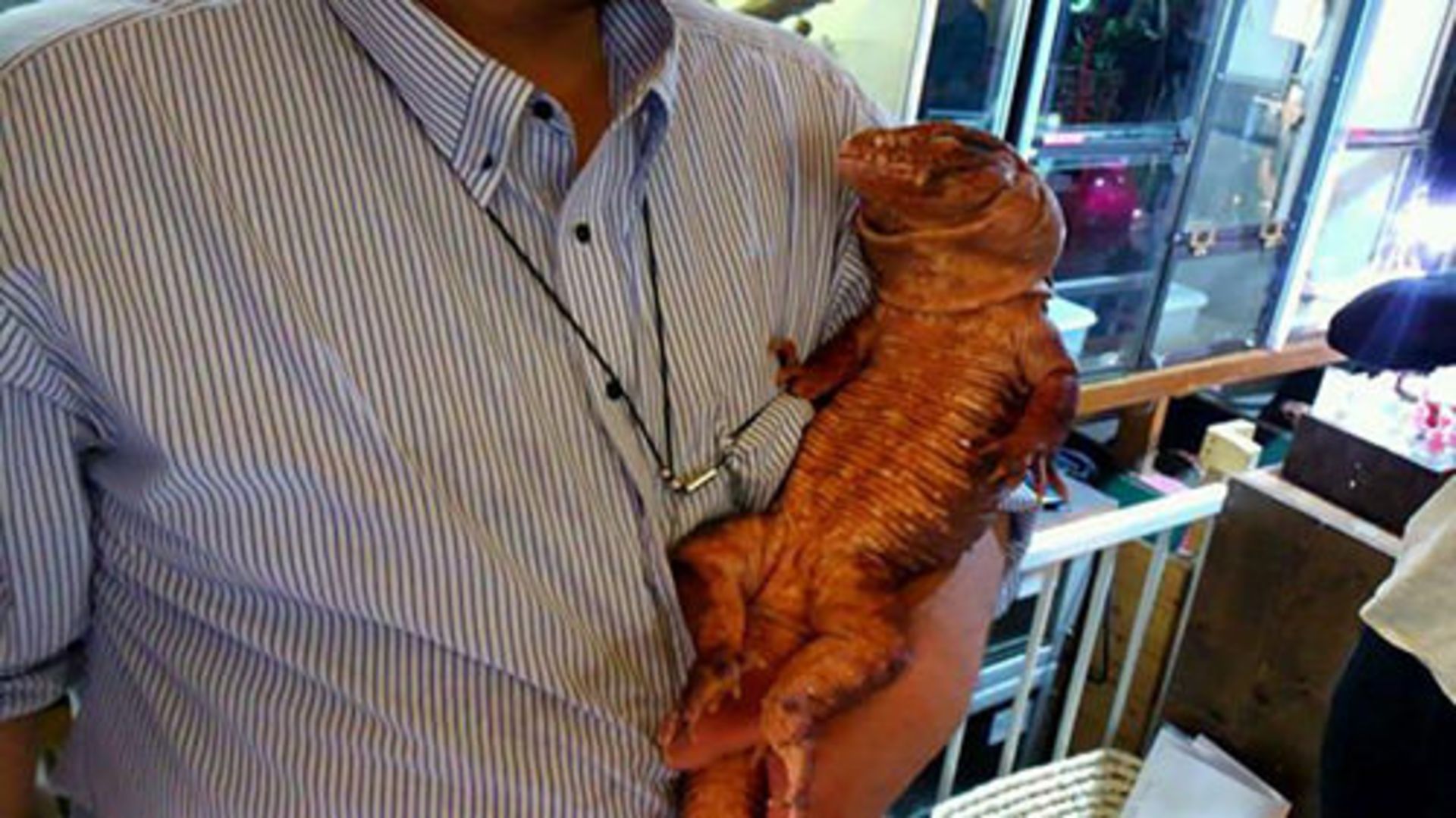 کافه حیوانات