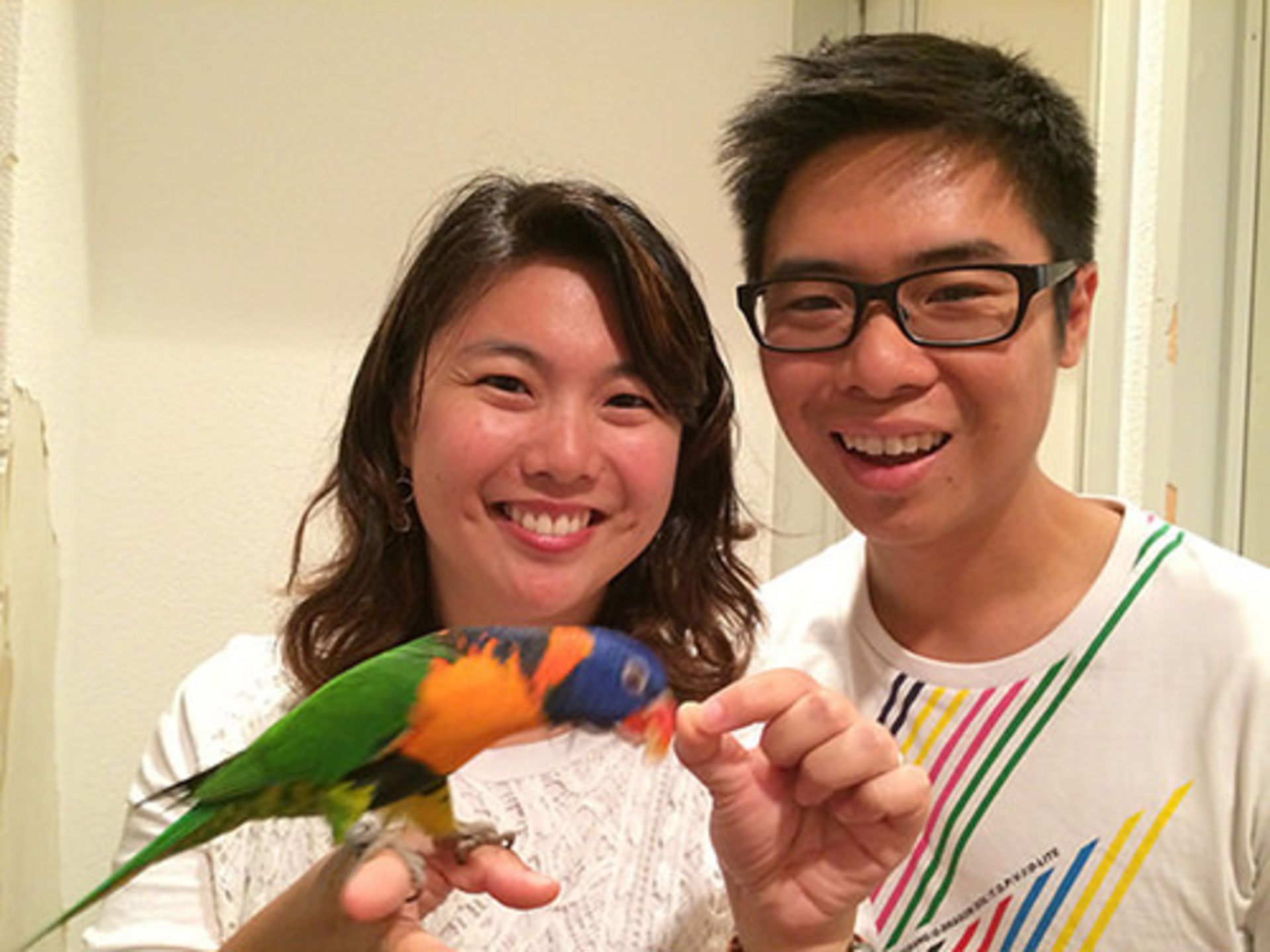 کافه حیوانات