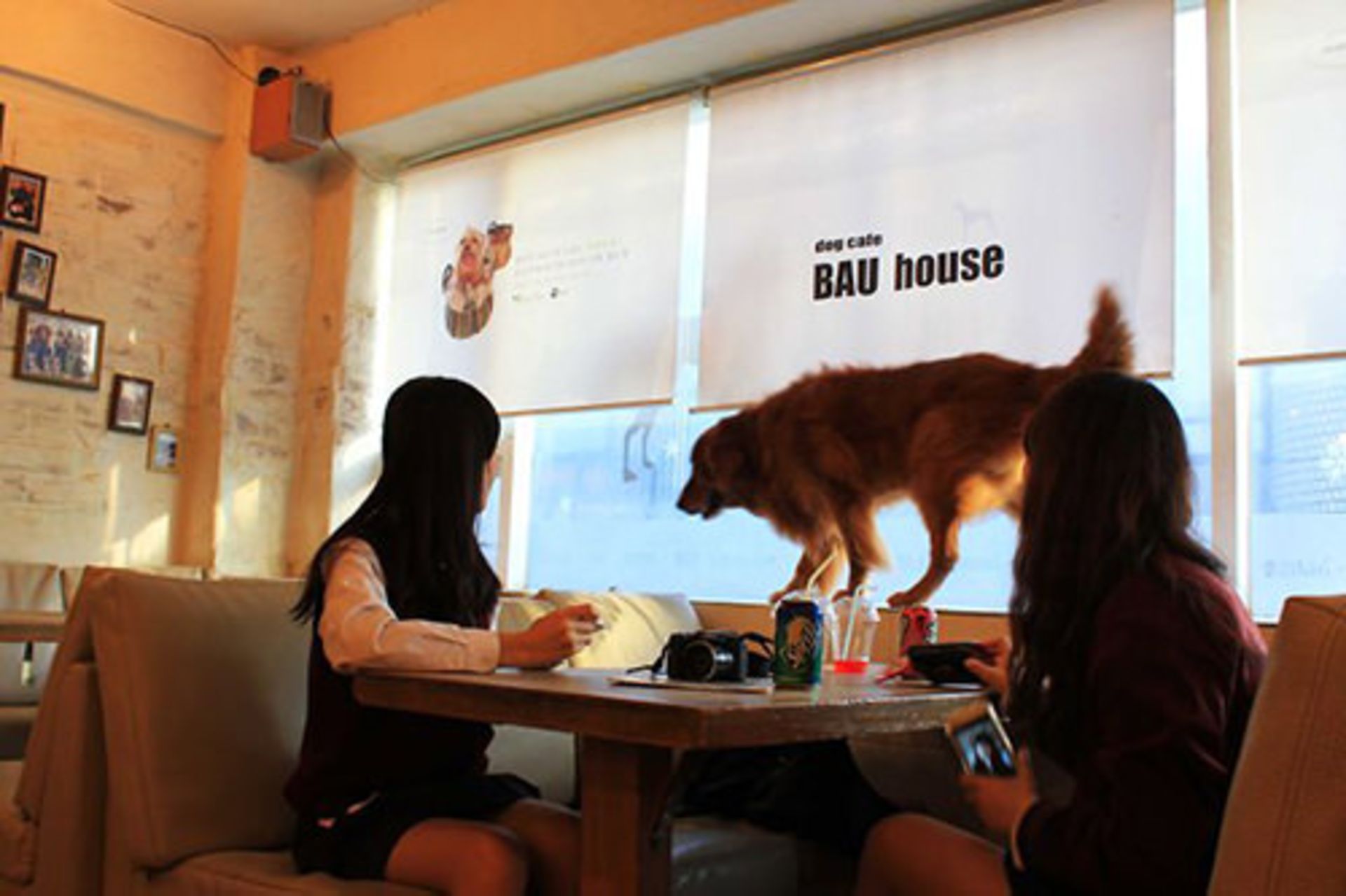 کافه حیوانات