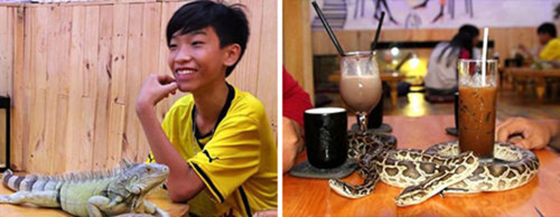 کافه حیوانات