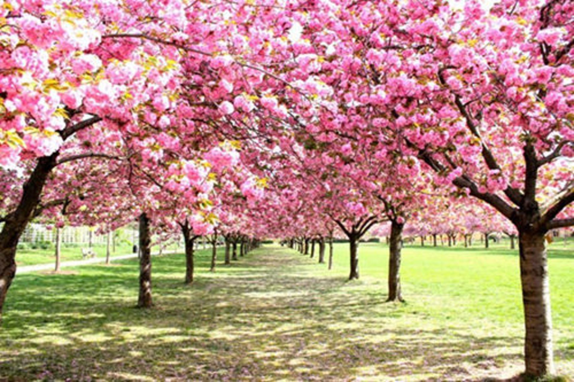 فصل بهار و شکفتن گل‌ها در شهرهای مختلف جهان