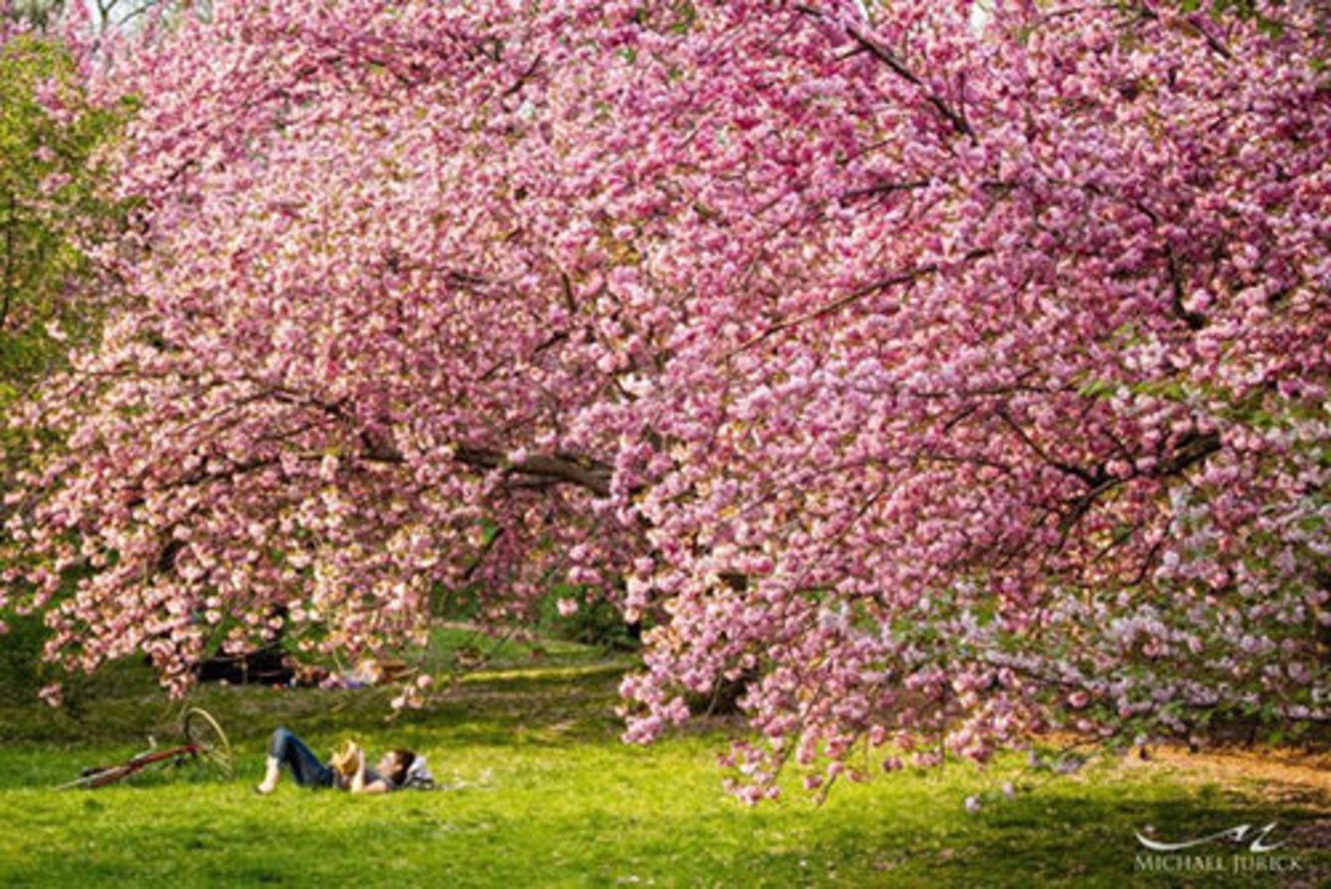 فصل بهار و شکفتن گل‌ها در شهرهای مختلف جهان