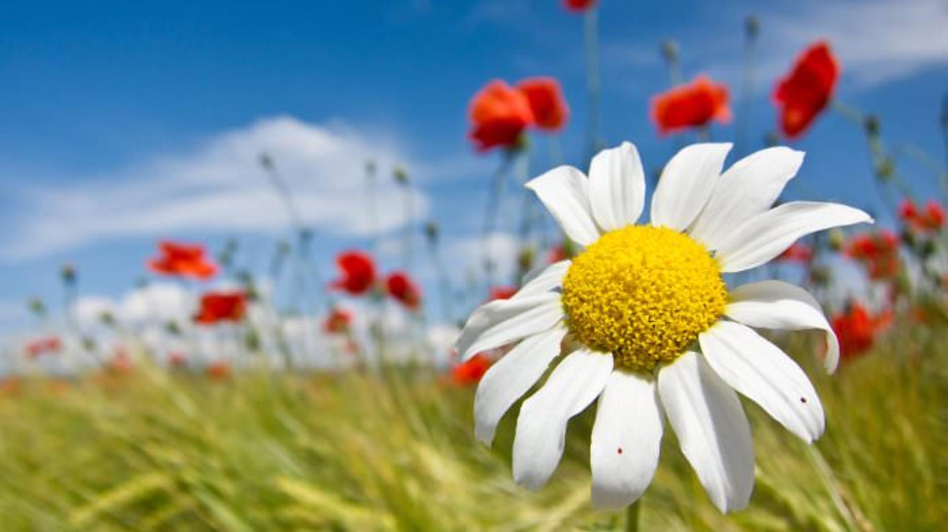 free-spring