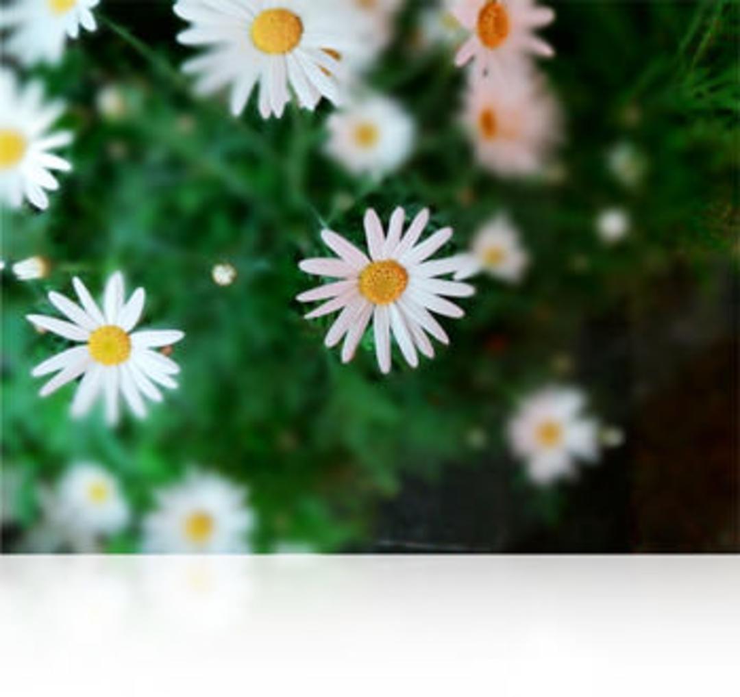 with-dof
