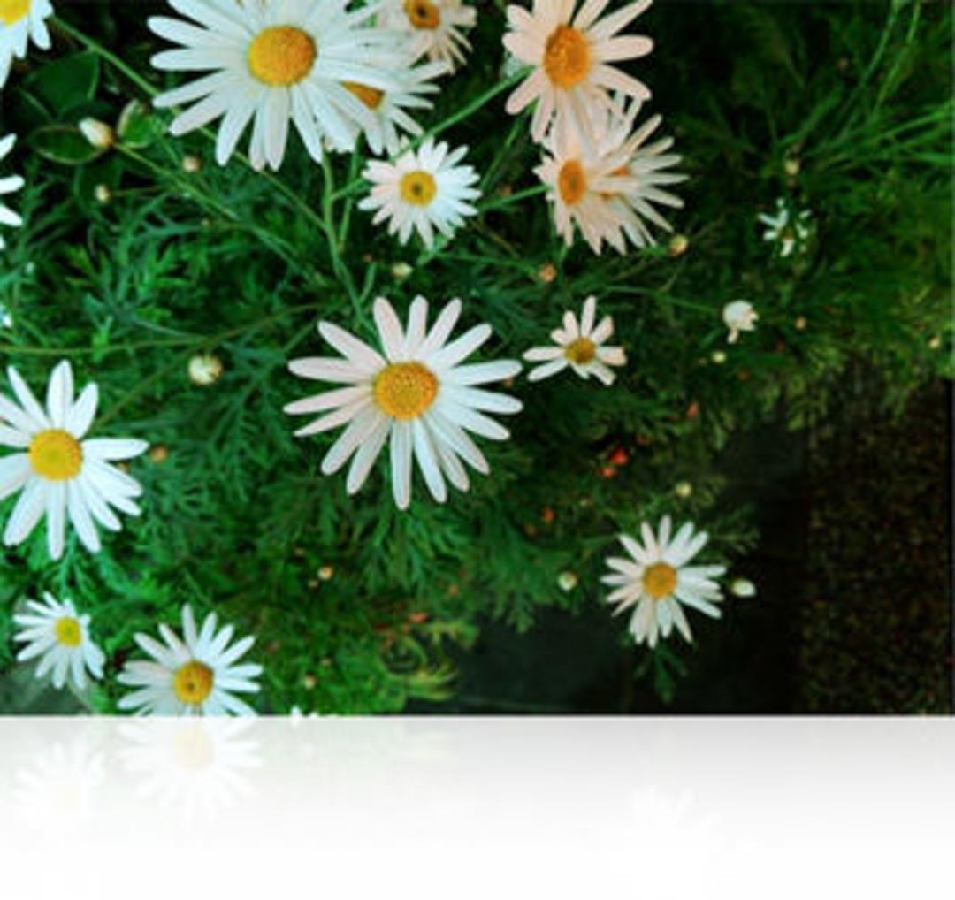 without-dof