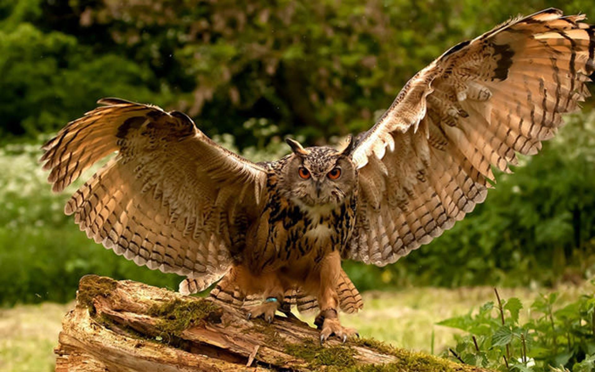 عکسبرداری از حیوانات