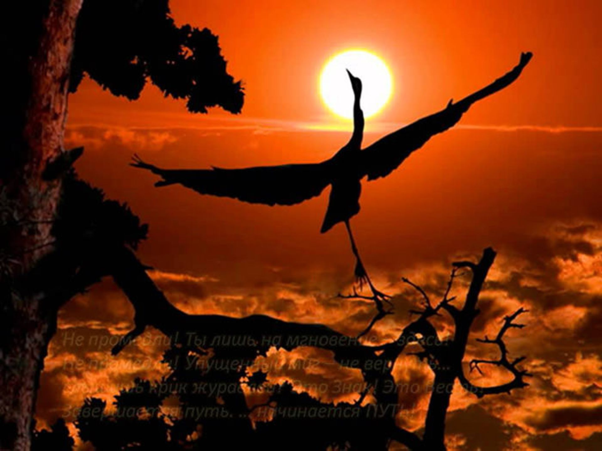 عکسبرداری از حیوانات