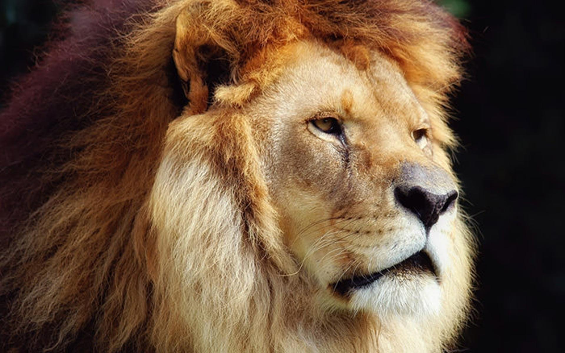 عکسبرداری از حیوانات