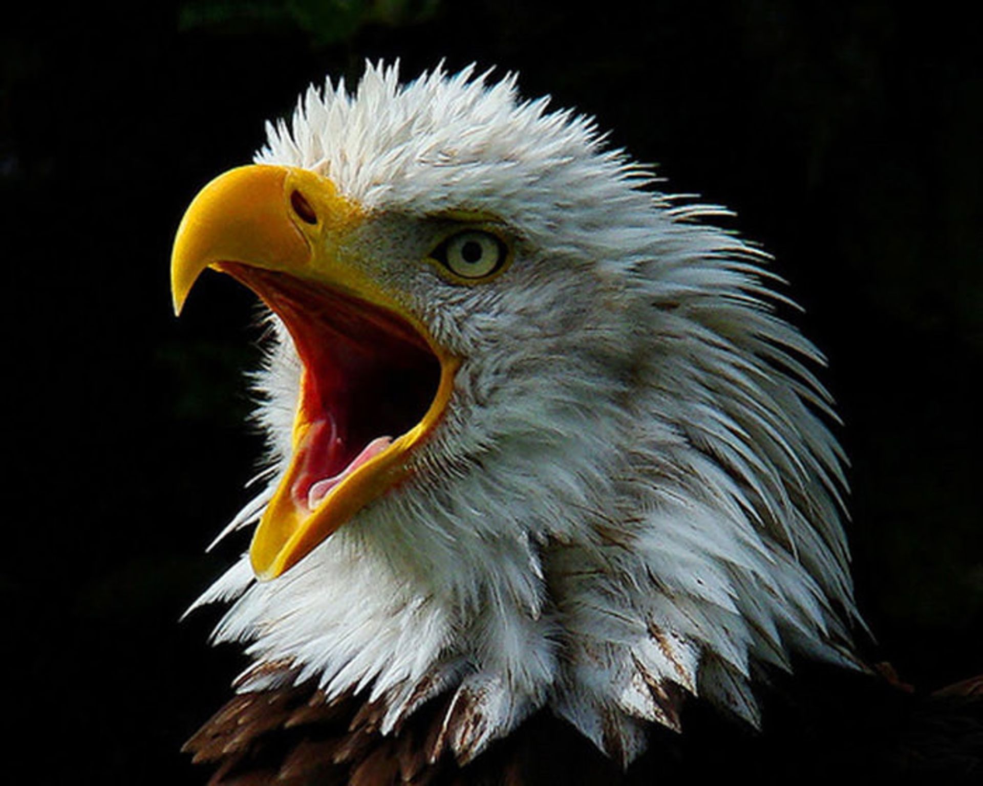 عکسبرداری از حیوانات