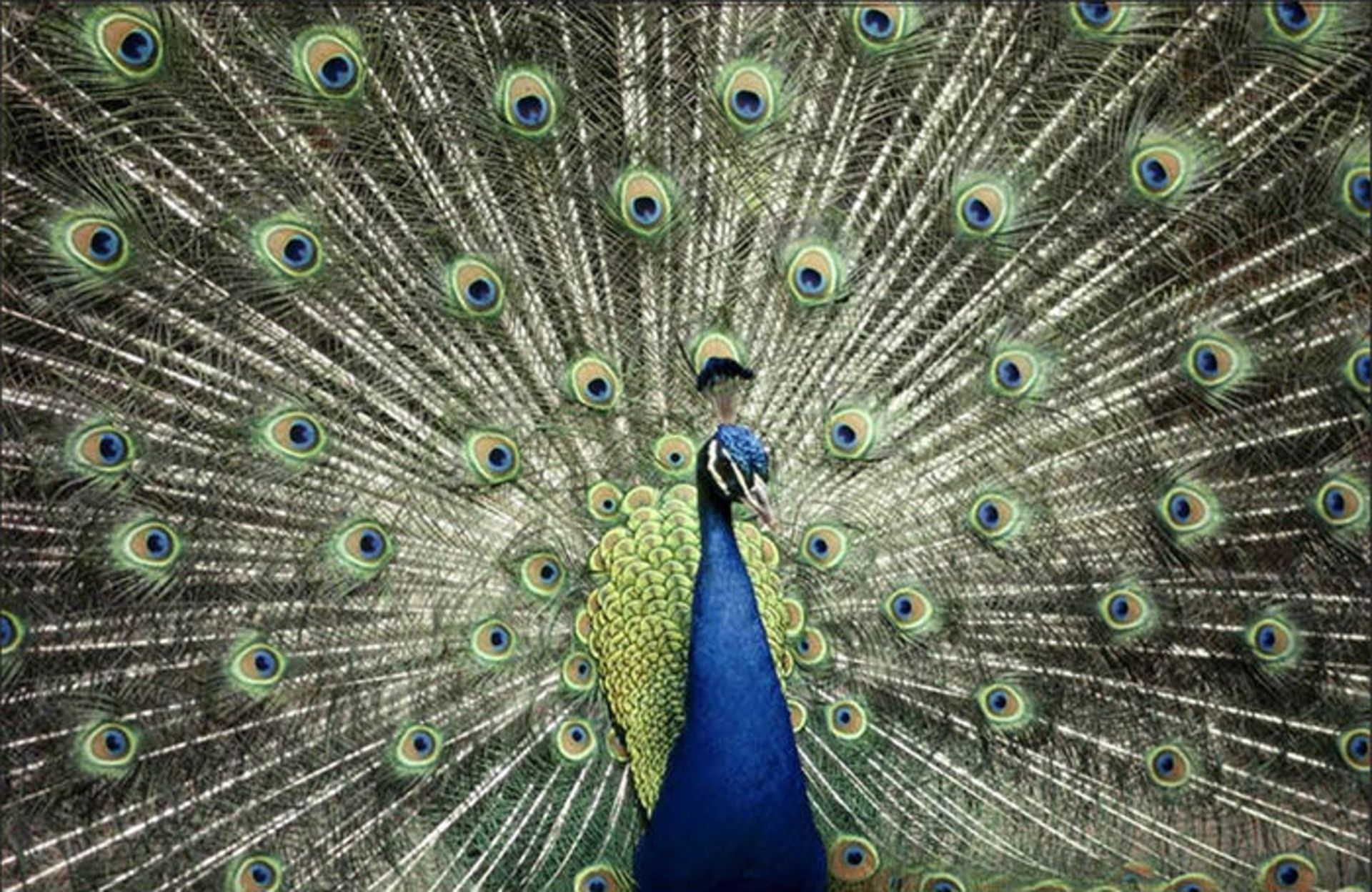 عکسبرداری از حیوانات