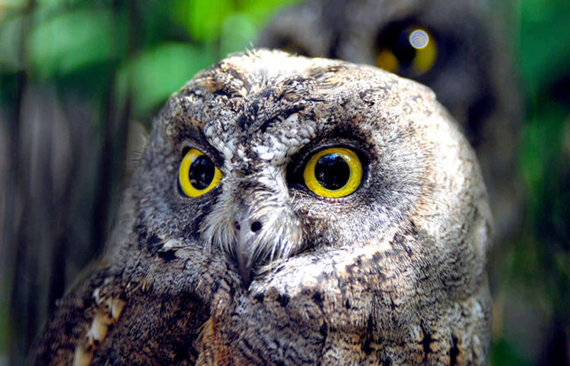 عکسبرداری از حیوانات